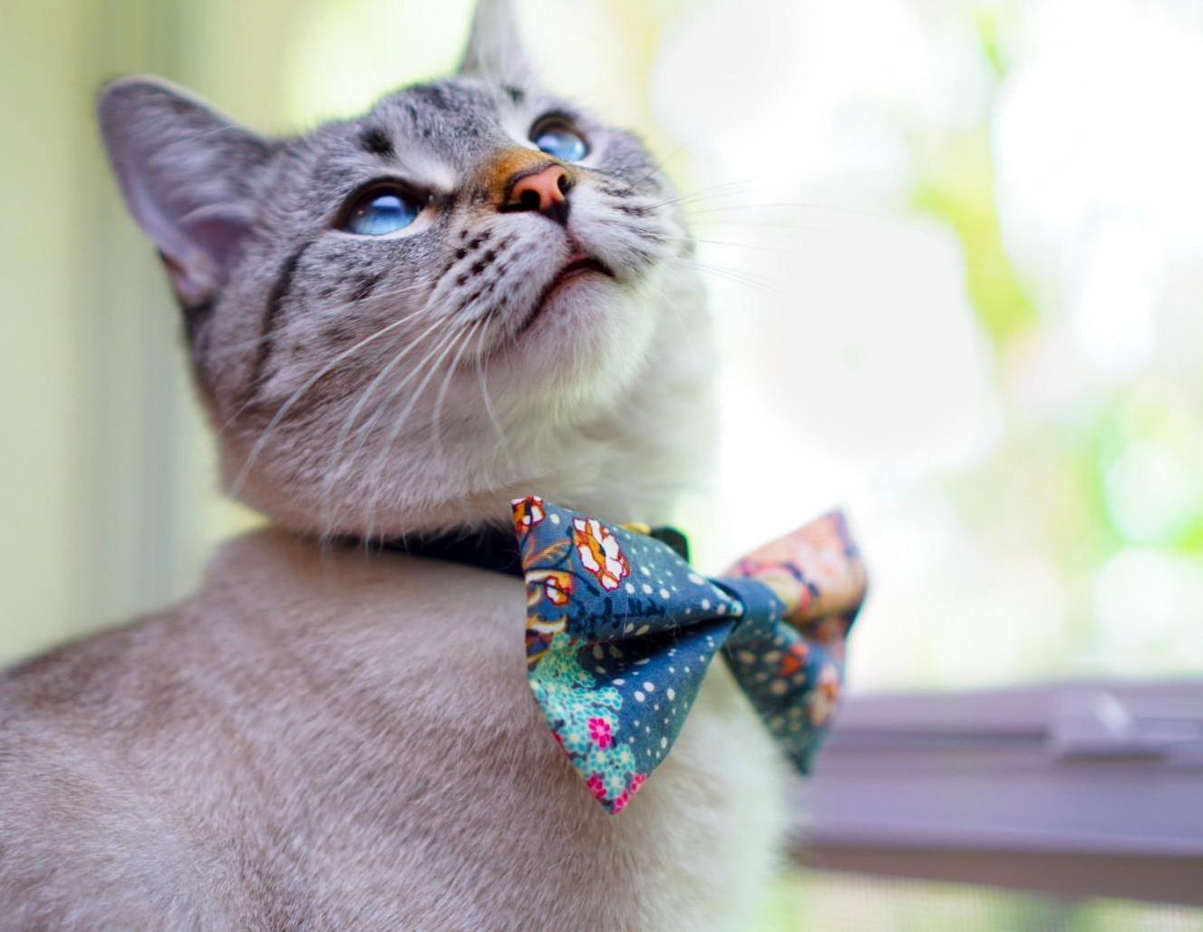 New Bow Who Dis