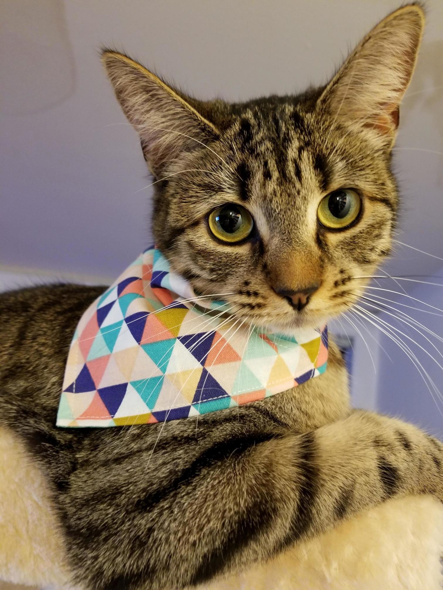 Newnie Looking Slick in Her New Bandana