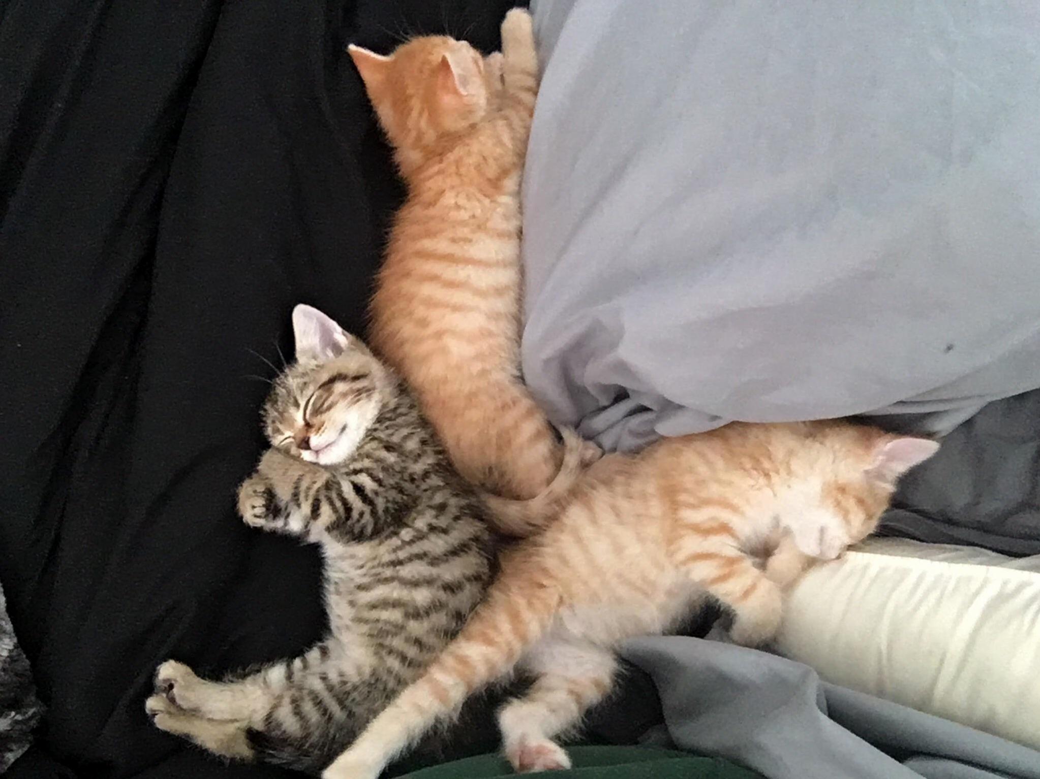 Not Pictured the One Foster Kitten That Decided to Sleep in His Own Bed