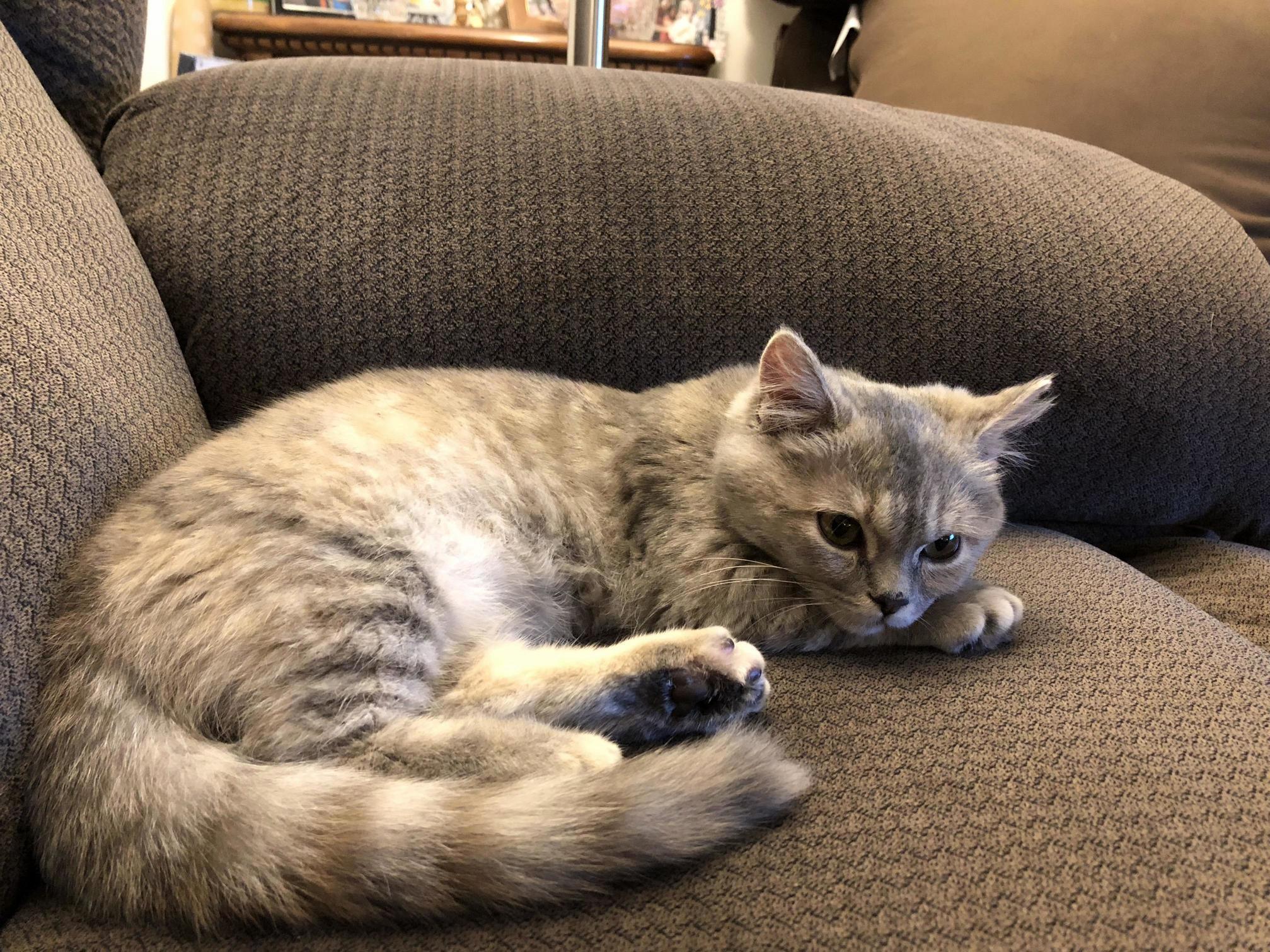 Nothing to Do on a Lazy, Rainy Sunday. This Is Ember.