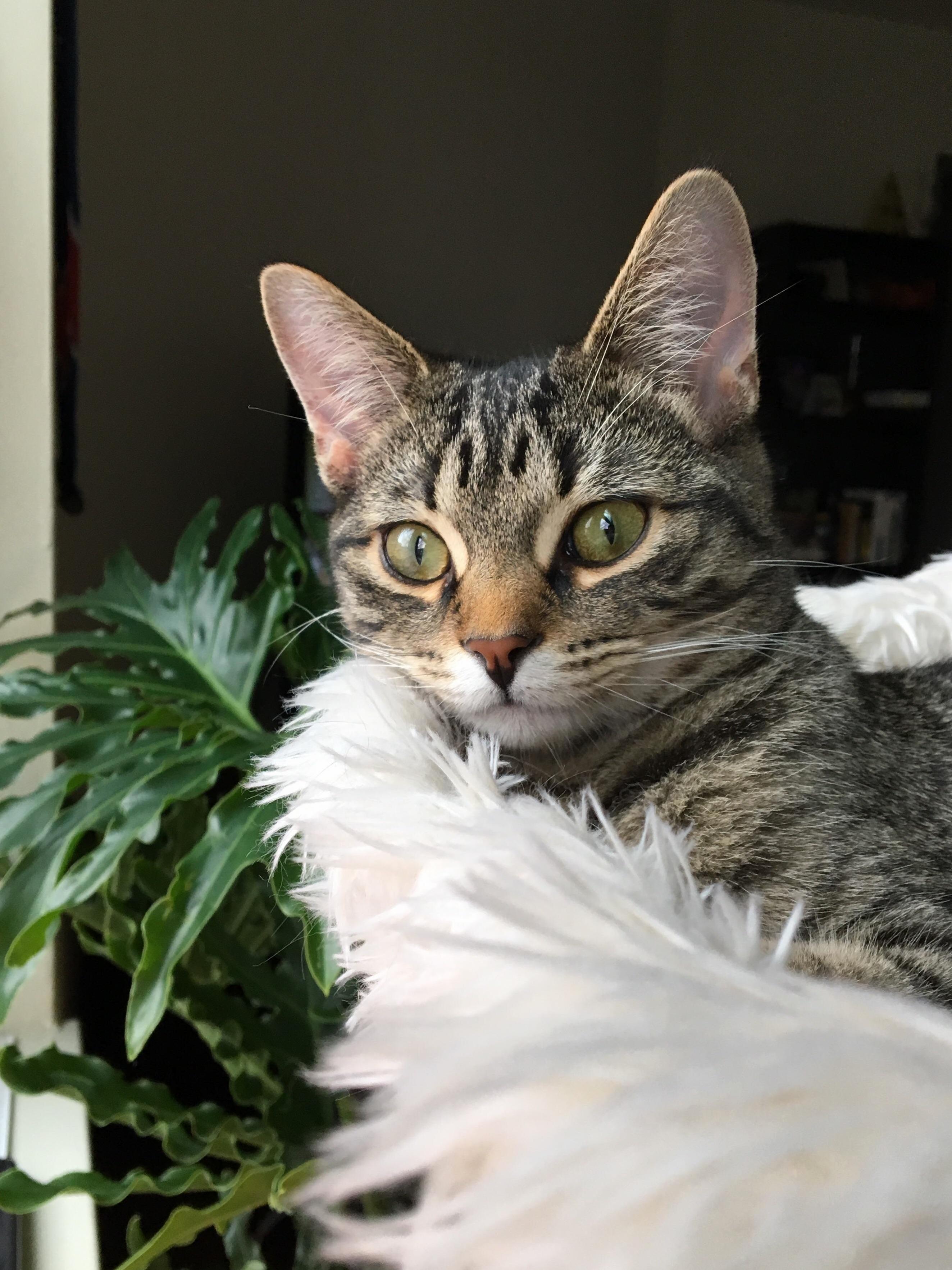 Obi Watching the World from the Safety of His Perch