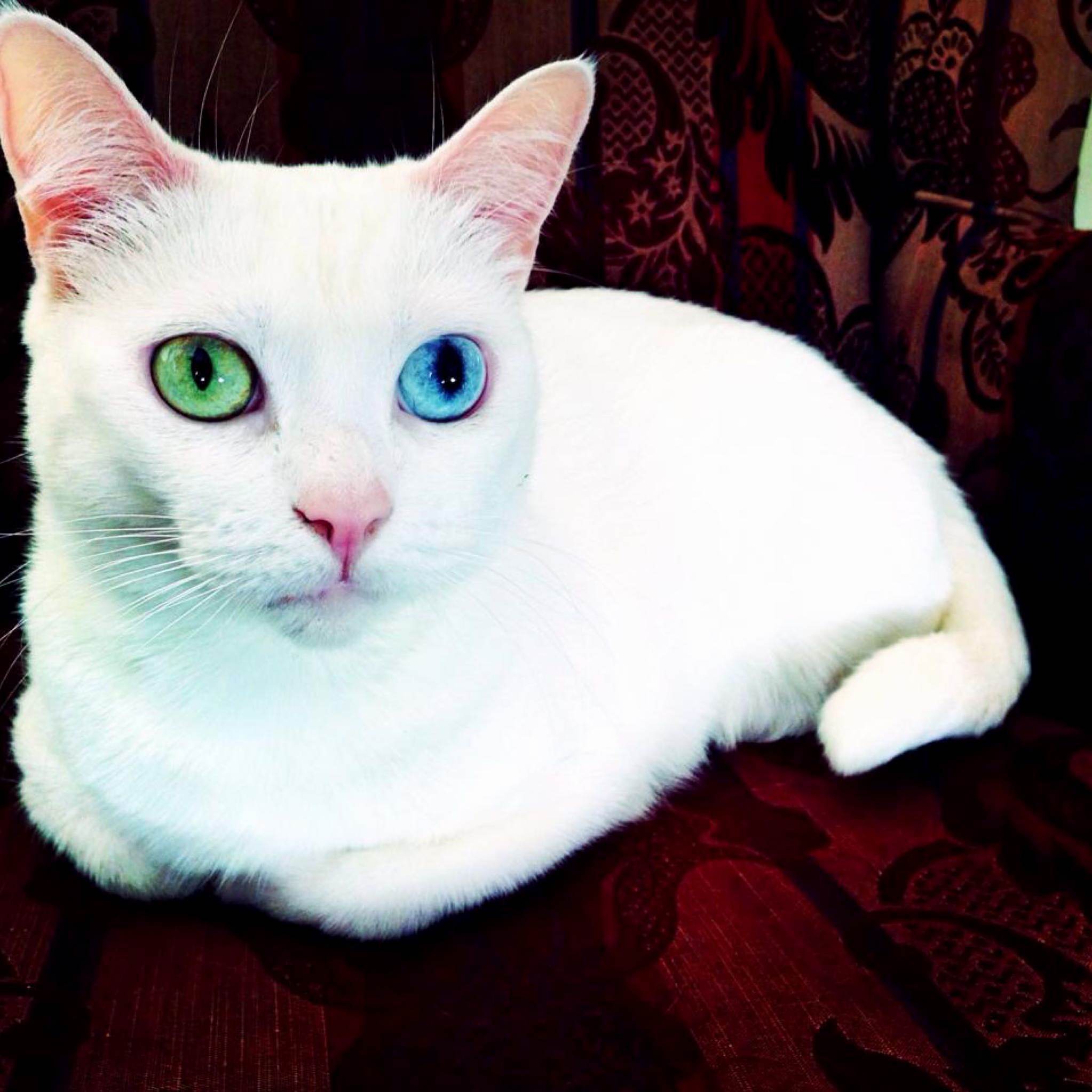 October the Heterochromiac Cat and Her Fancy Eyeballs