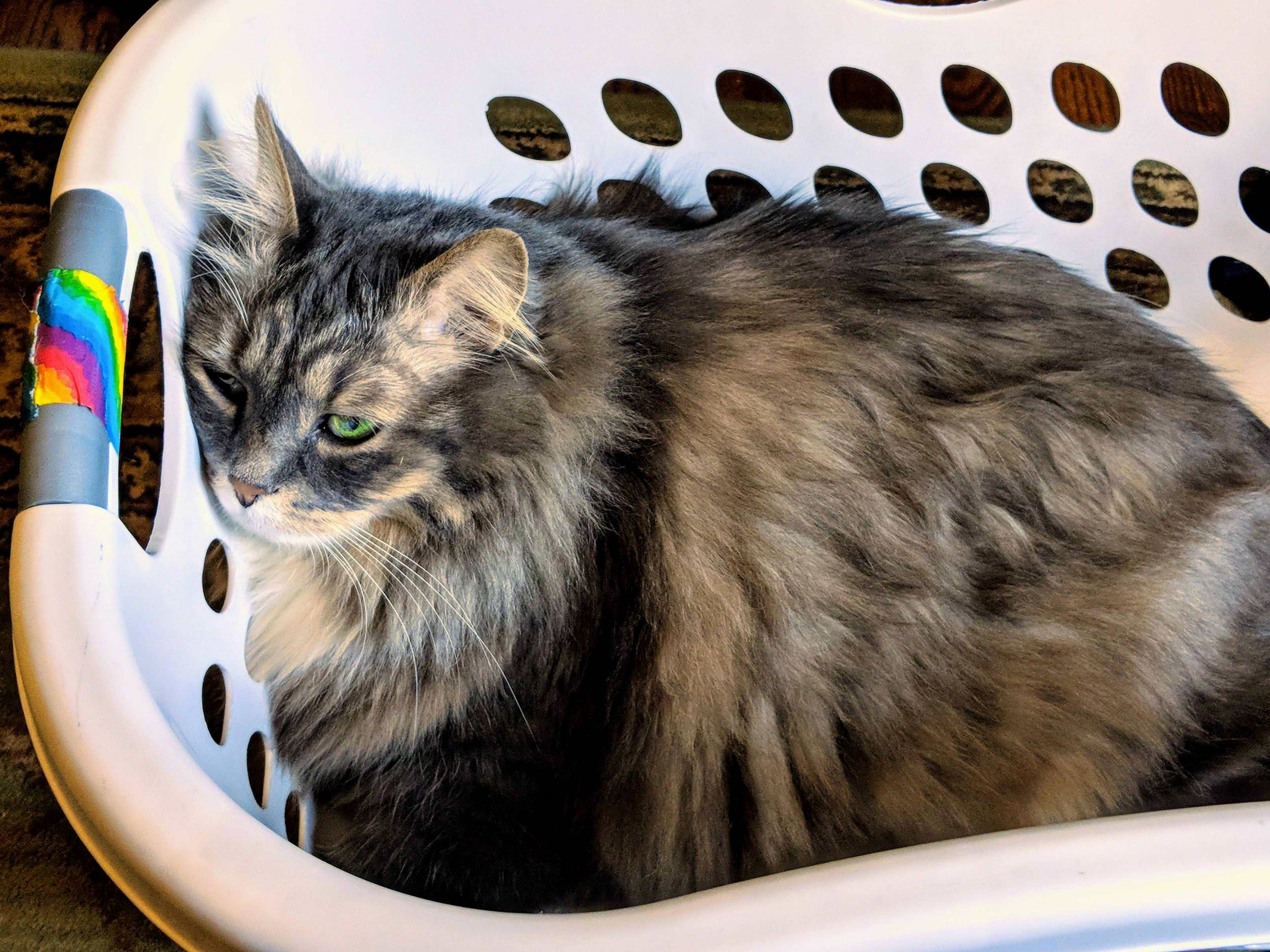 Oh Well. I Guess I Cant Do My Laundry Today.