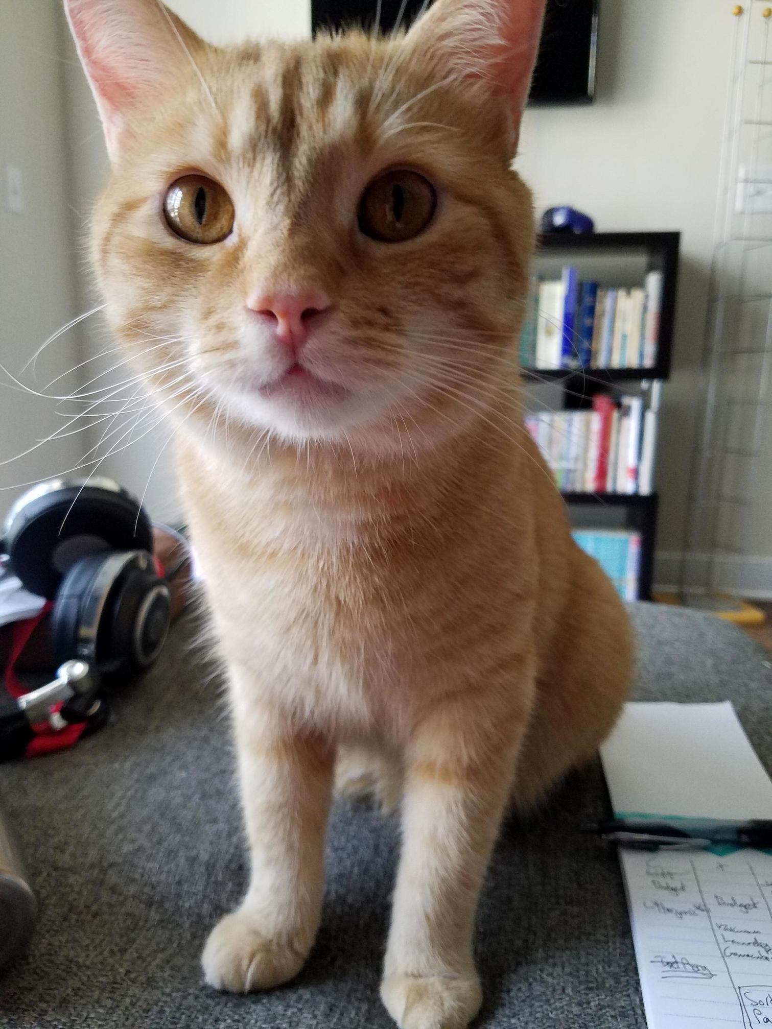 Ok, I Has Plan, Ok You Open Door, Right Then Screen, Obviously-then I Run Out and Mess Up Dat Bug-good Ok. Go! ...Ok, Go! ...Do You Not Undastand, Hoomin I Need Ta Mess Dat Bug Up, Real Bad! Lemme Ooouuutt!!
