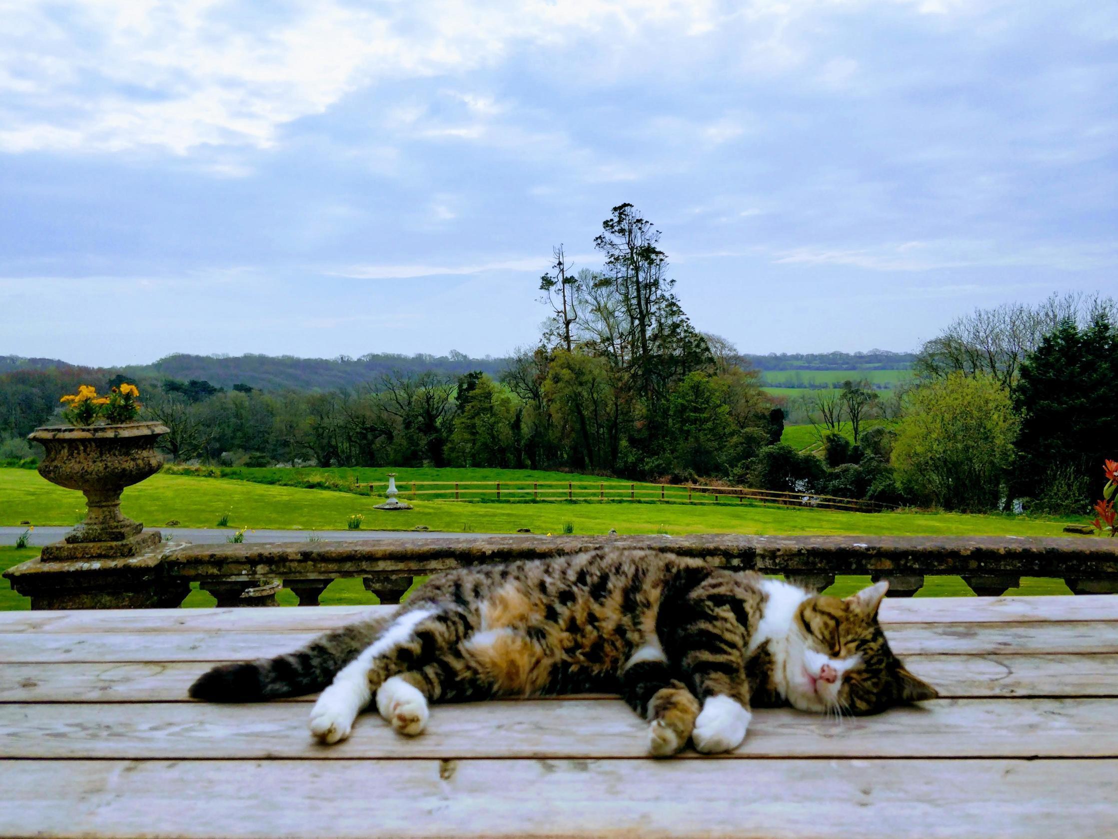 Ollie Doesnt Seem to Appreciate the View As Much As He Should
