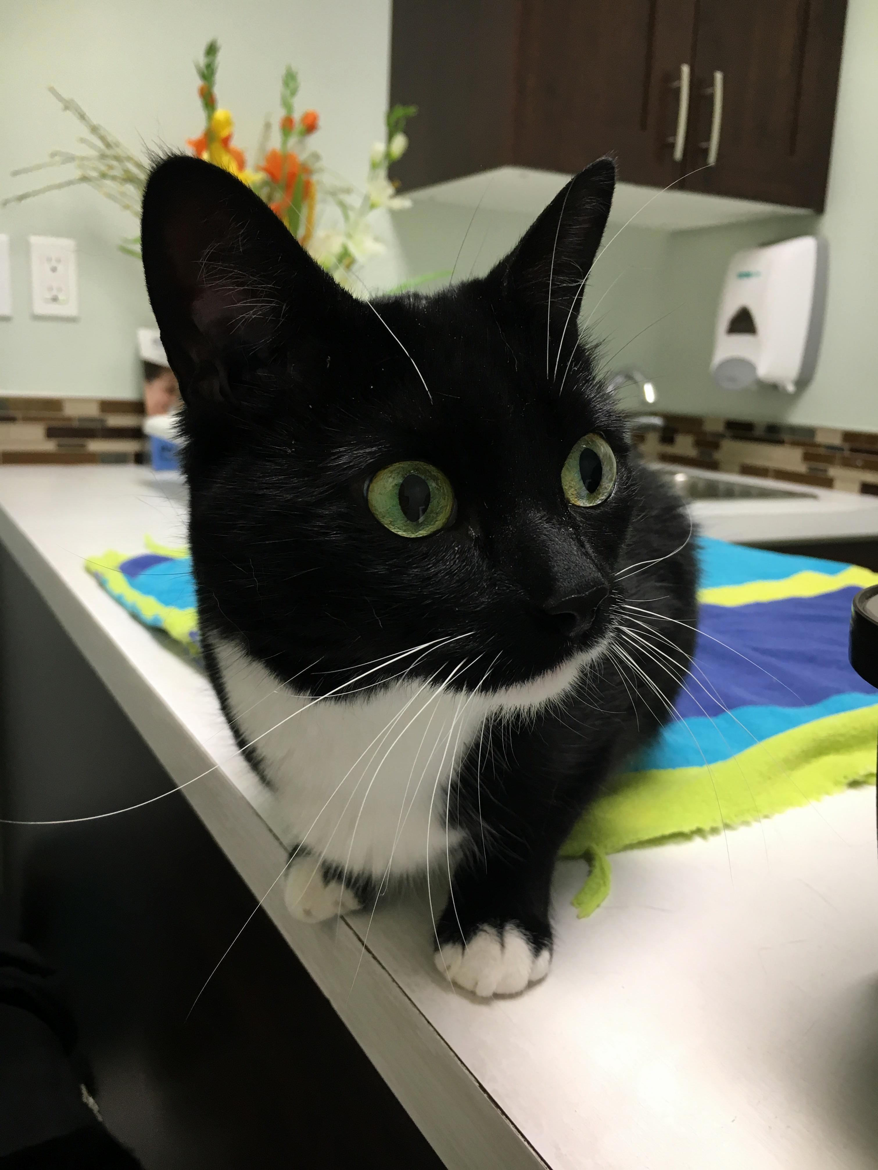 Ollie Is Scared at the Vet. Im Sorry Ollie, Its for Your Own Good!
