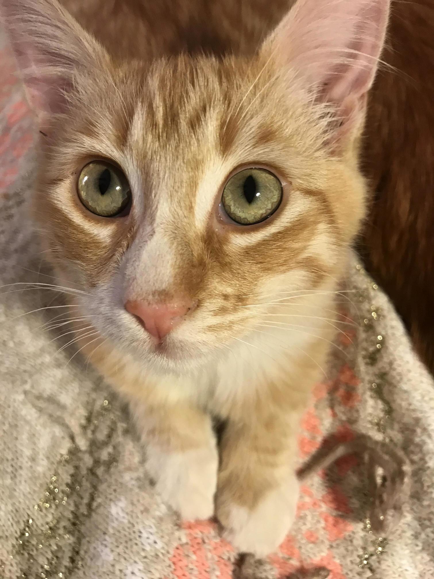 Our ~8 Month Old Cat Looks Beautiful to Me in This Picture. We Found Him Under Our Neighbors Car Covered in Dirt and Fleas, This a Few Months After We Got Him All Cleaned Up.