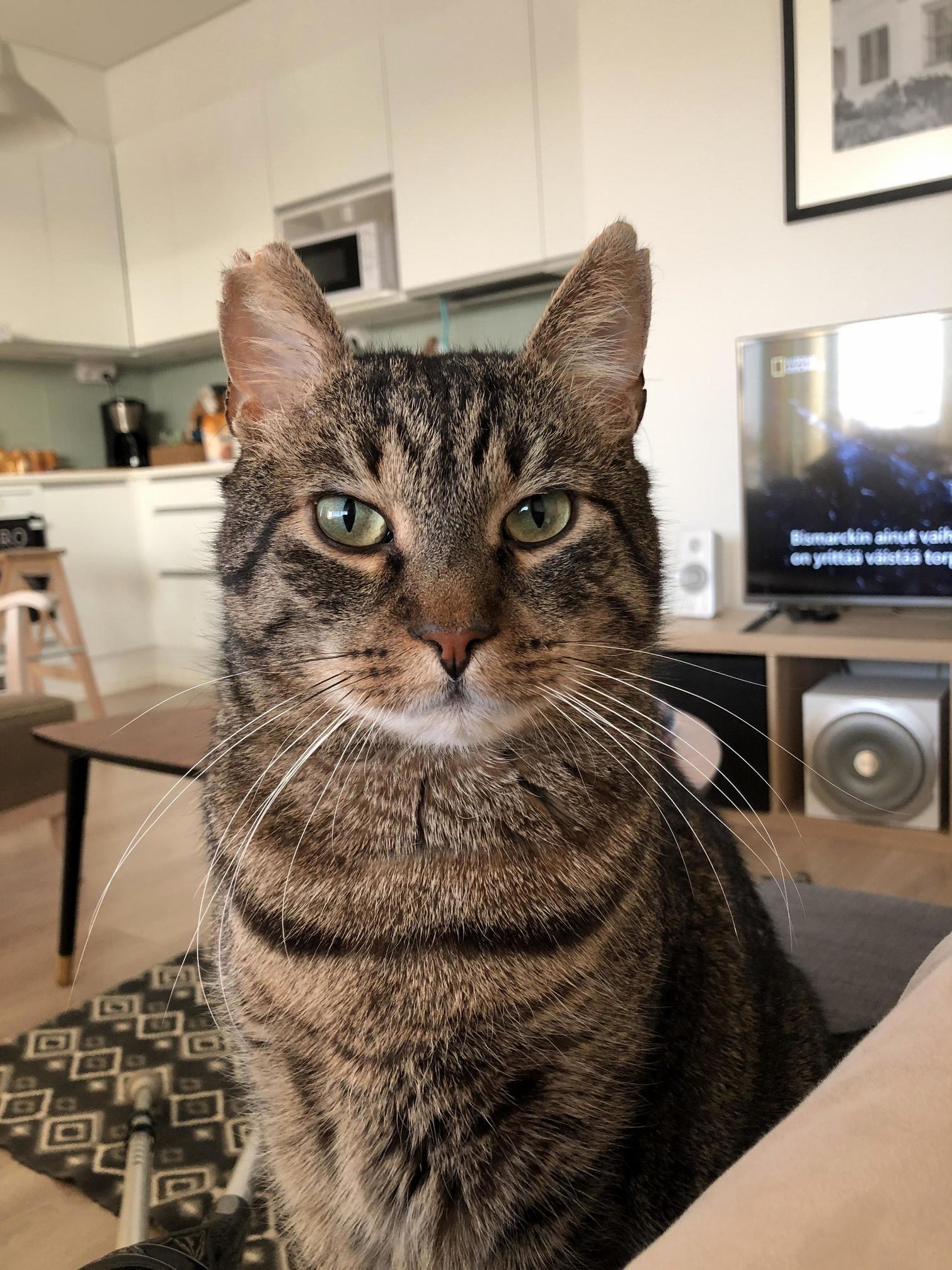 Our Beautiful Rescue, Babou.