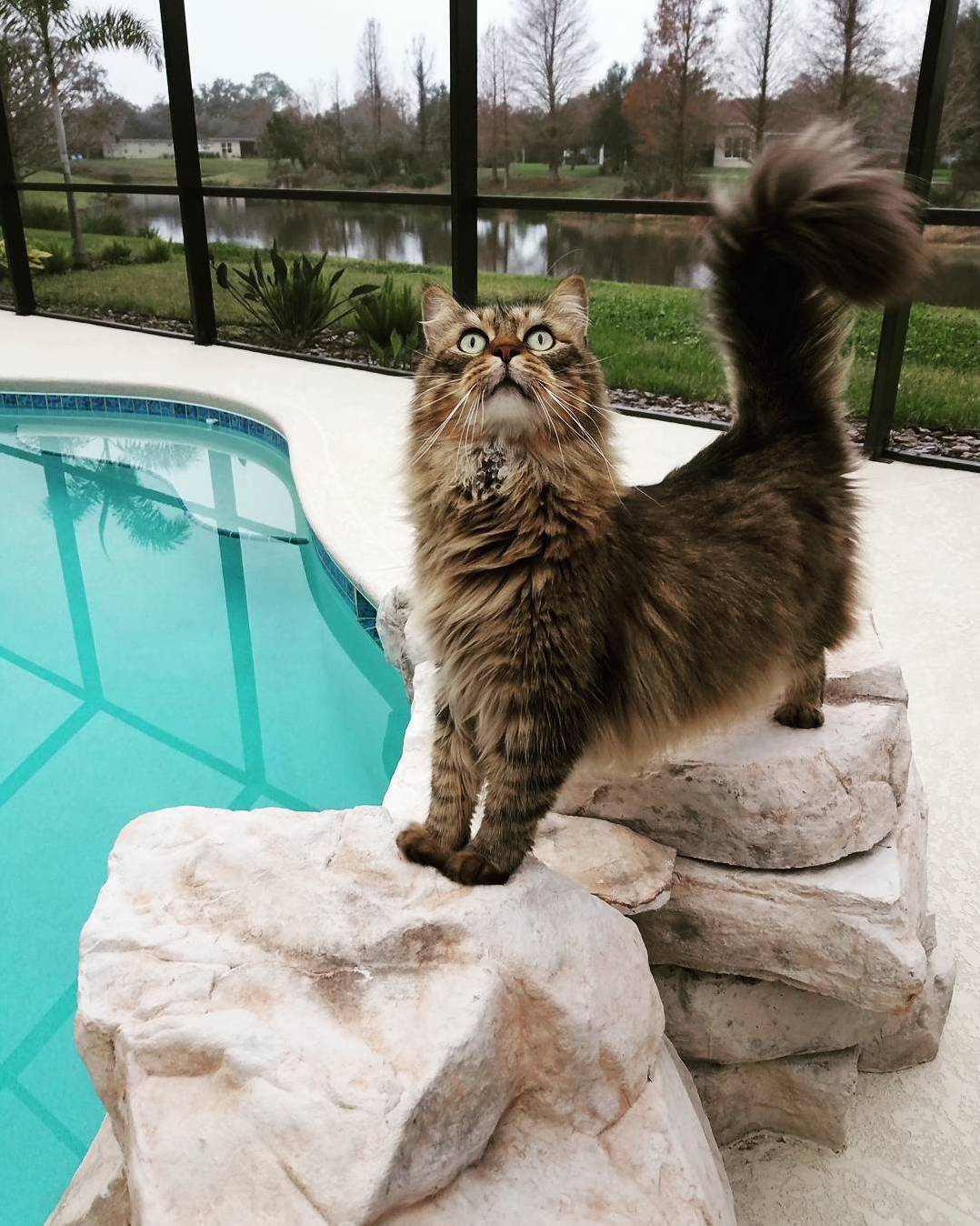 Our Little Mountain Lion