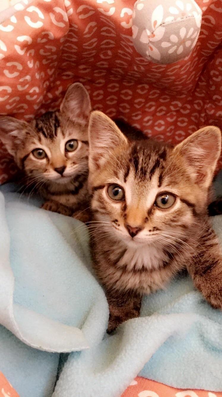 Our New Little Loves Luna & Leo!