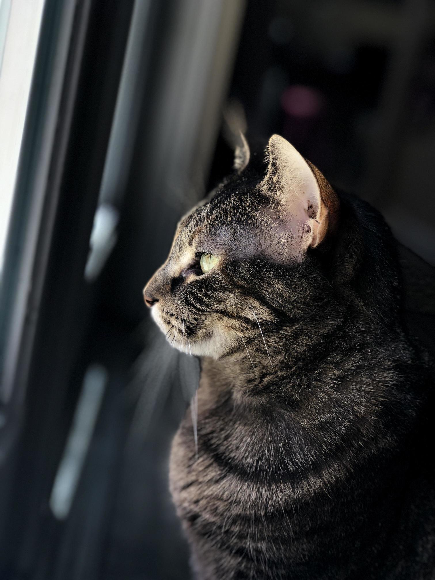 Our Stoic Rescued Cat, We Just Call Her Mama Because We Can Tell Shes Had Kittens but Dont Know Anything Else About Her