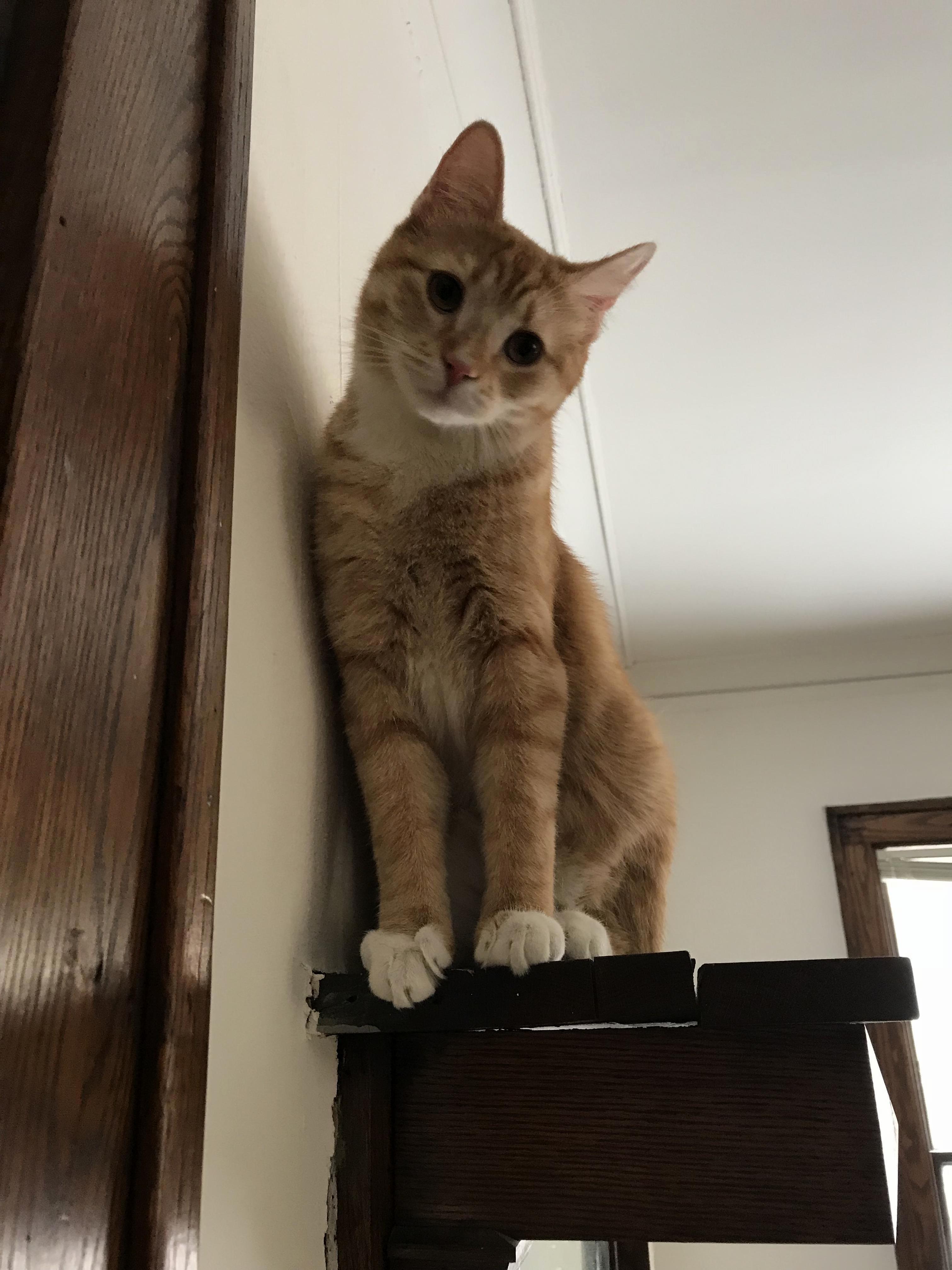 Overlording