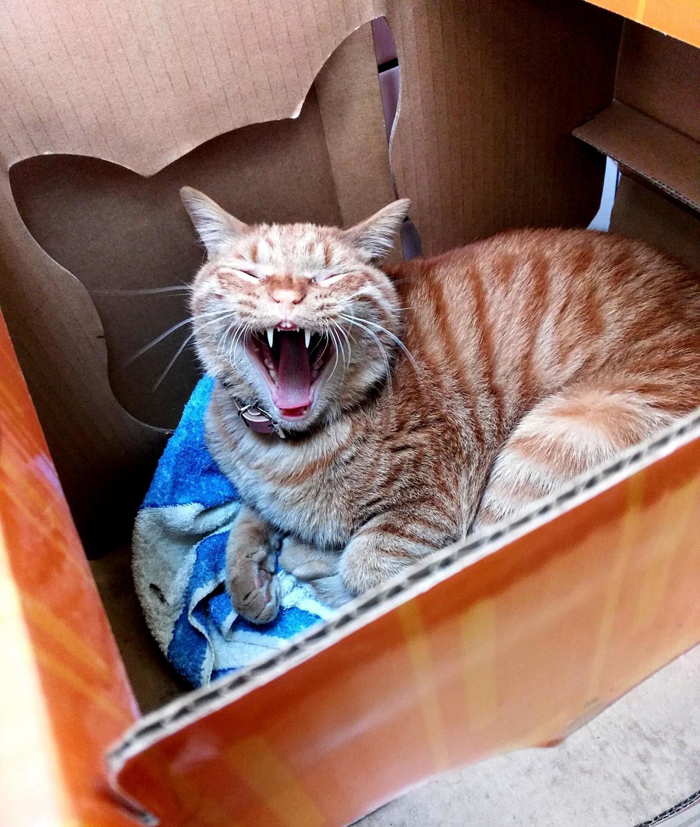Percy the Cafe Cat Is Loving My Jokes. Definitely Laughing. Not Yawning. 100% Not Yawning....