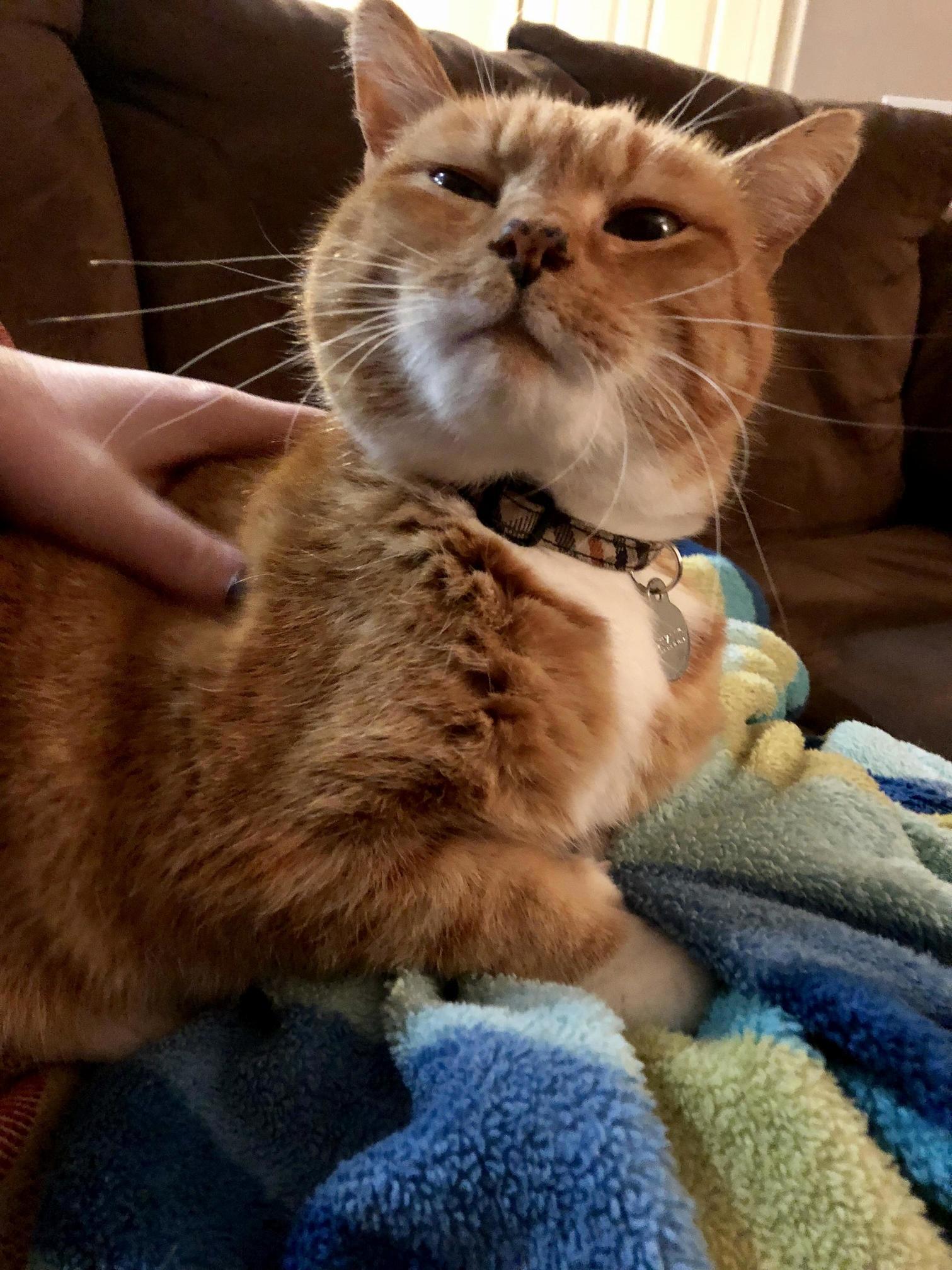Phyllis Makes This Face When She Is Enjoying Her Pets.