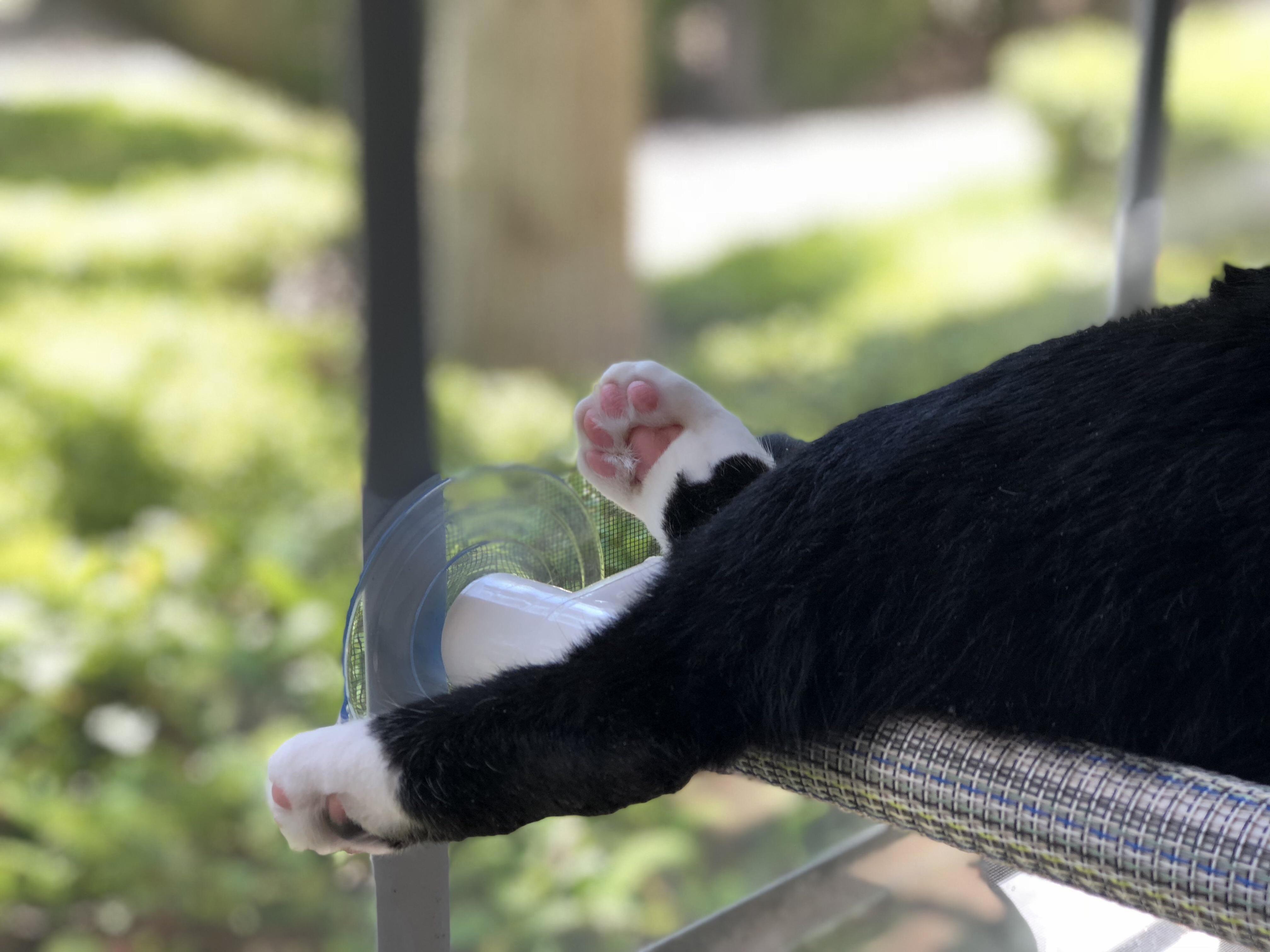 Pinky Toe Beans