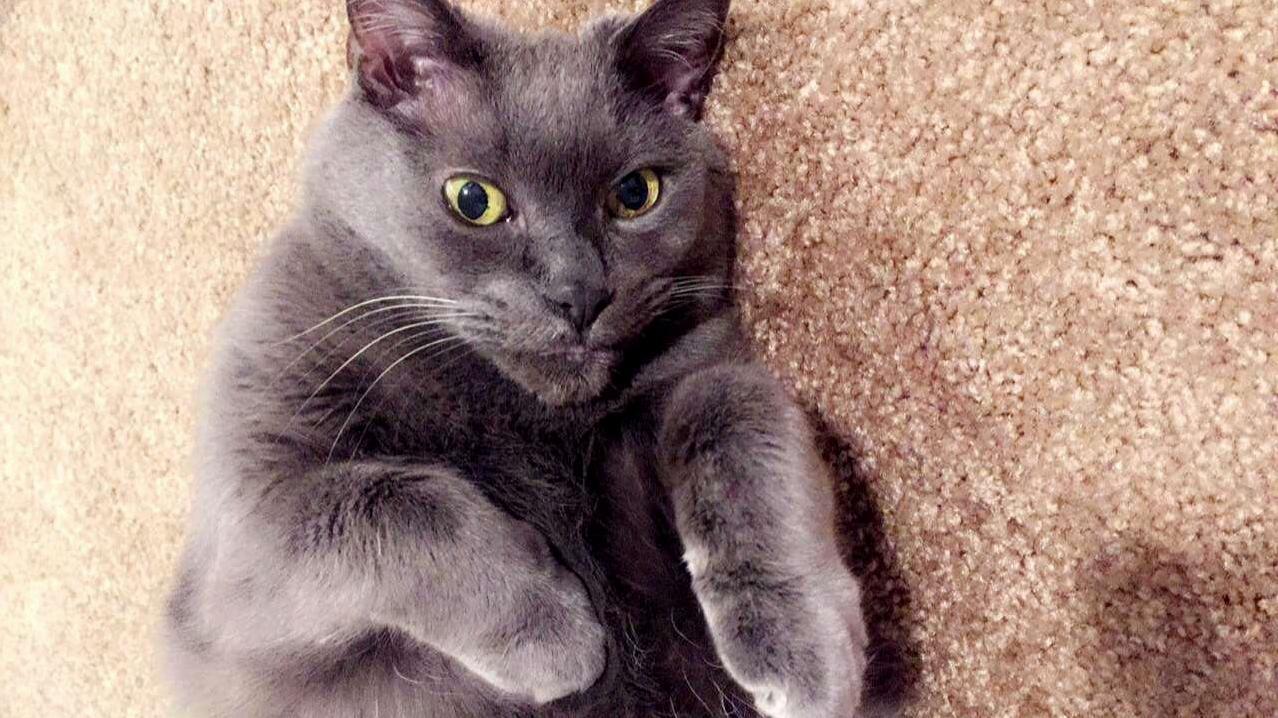 Please Keep My Best Friend Smokey in Your Thoughts! He Is Not Eating and Is Acting Quite Lethargic. Results from His Blood and Urine Sample Come Back Monday.