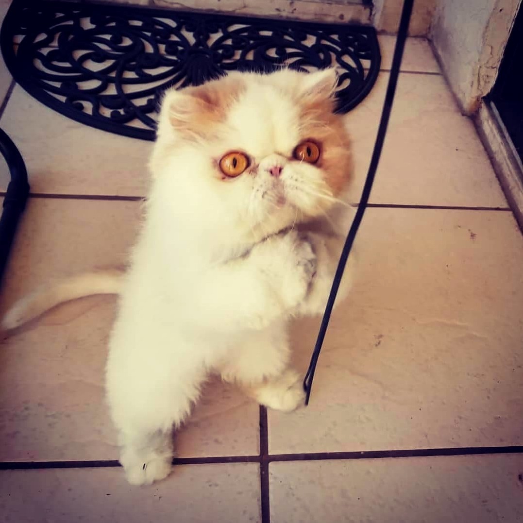 Please Sir, May I Have Some More