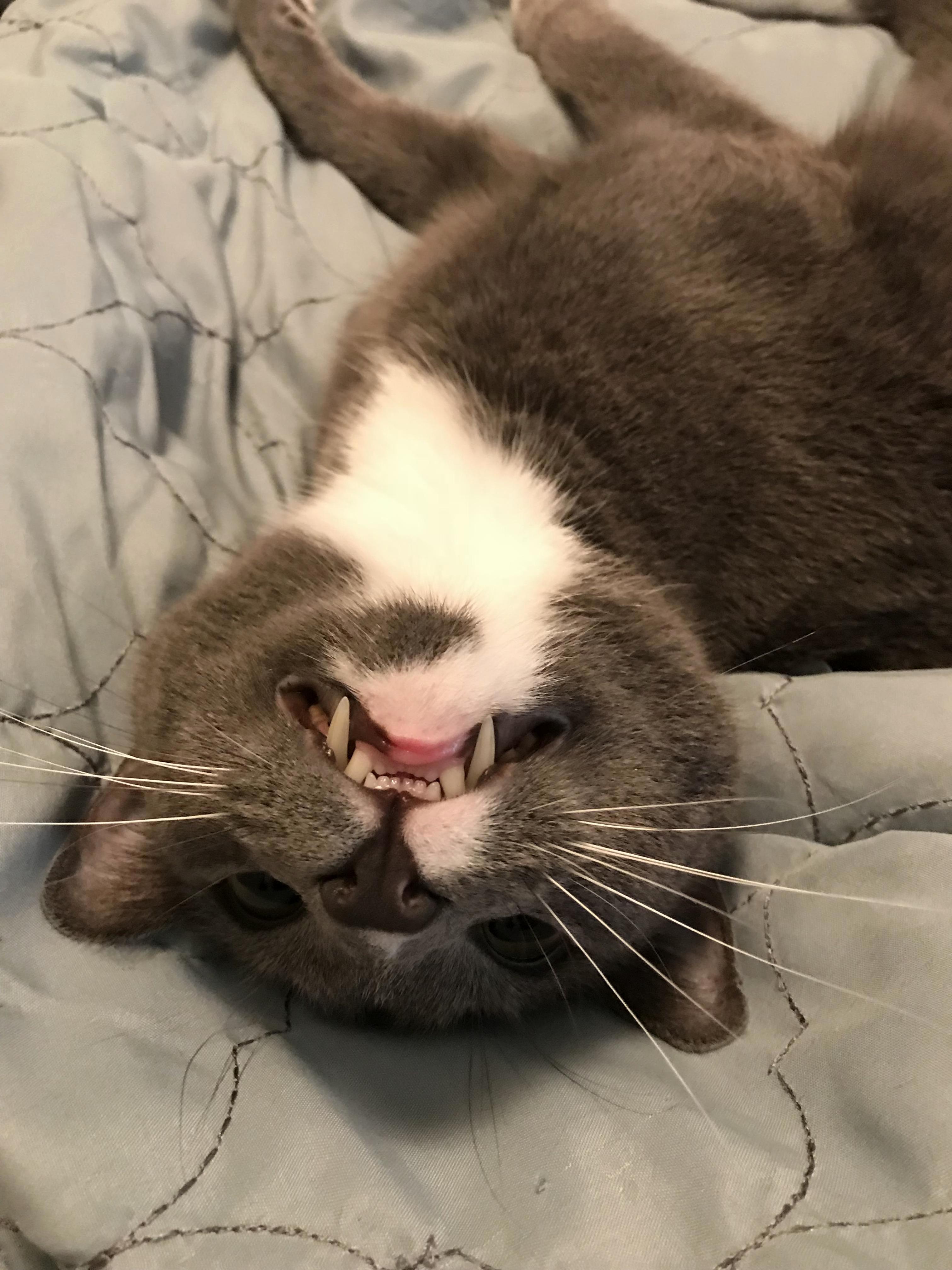 Plz Look at My Teefs