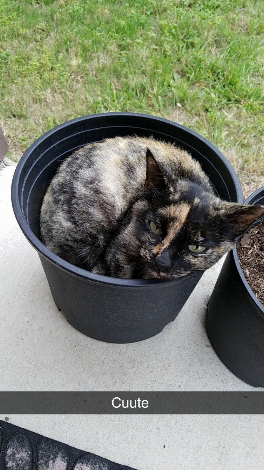 Precious Being Precious