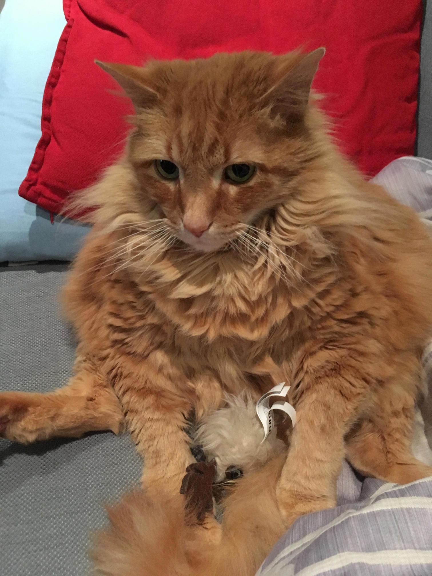 Pretty Sure Hes a Pumpkin