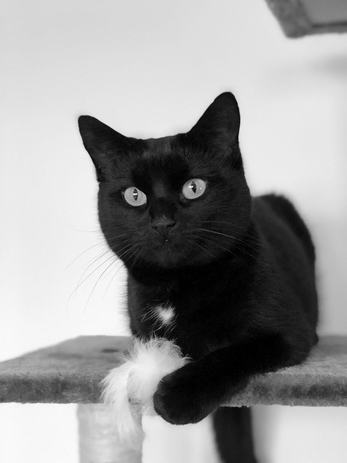 Pretty Sure My Cat Thinks She Is a Model...