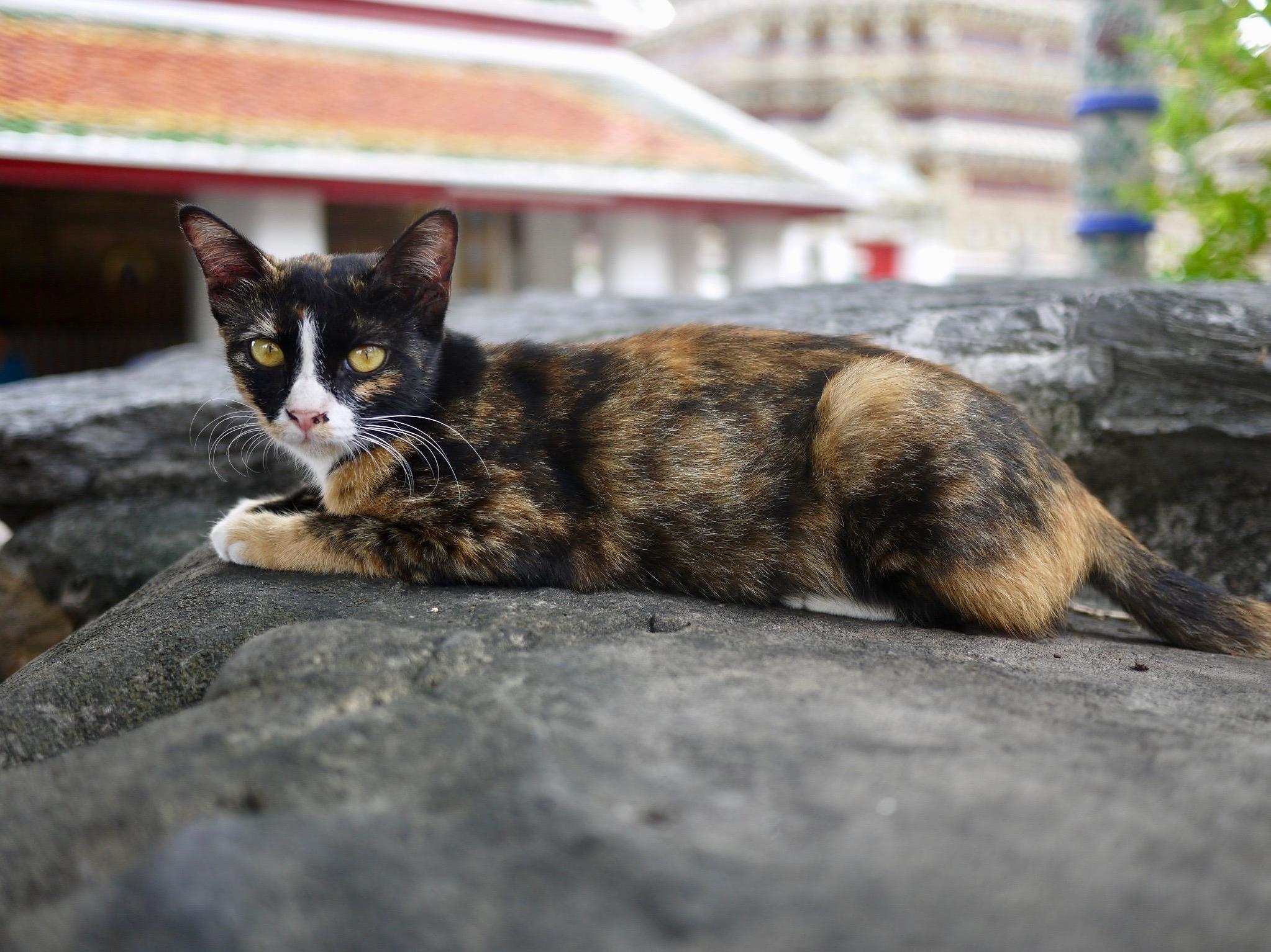 Pretty Tortishell I Found in Thailand