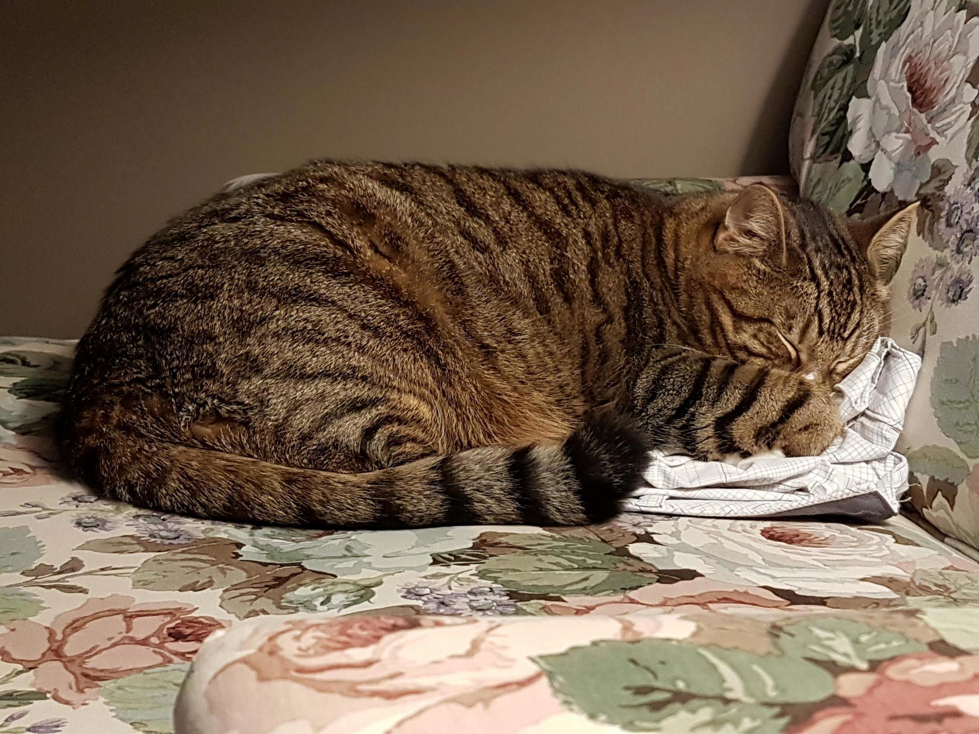 Pudge Always Has to Touch Something While Sleeping.