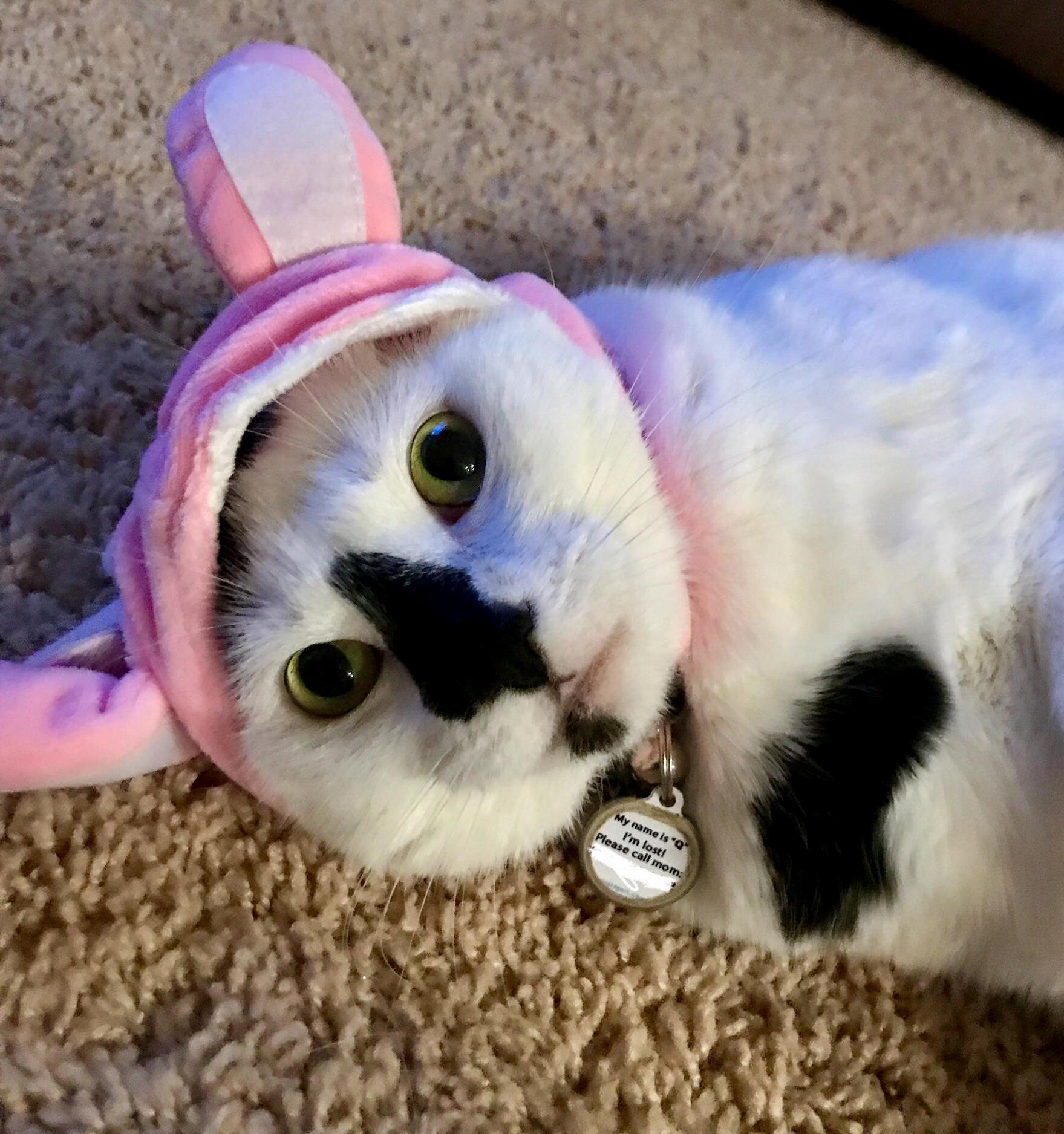Q Bunny. )