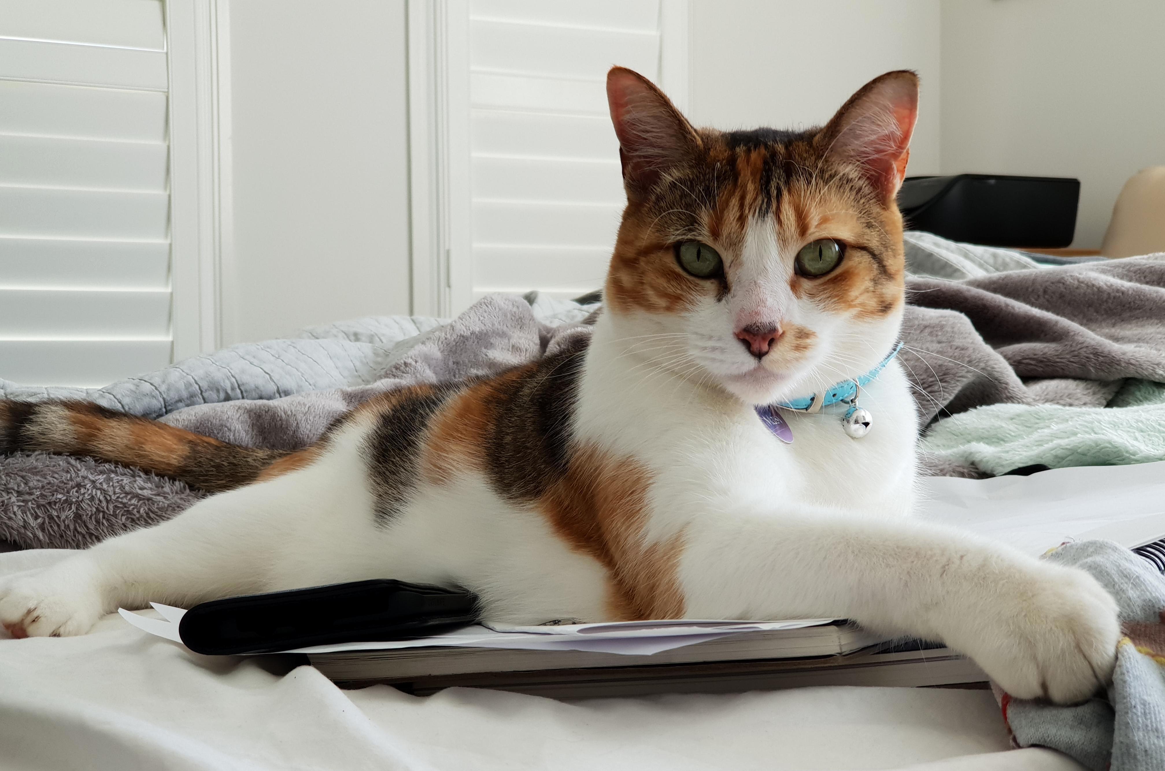 Queen Sits Upon Her Throne