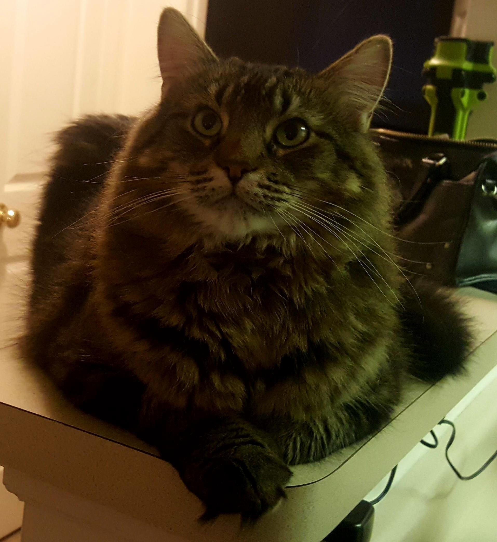 Question About My Boy. (See Comments)