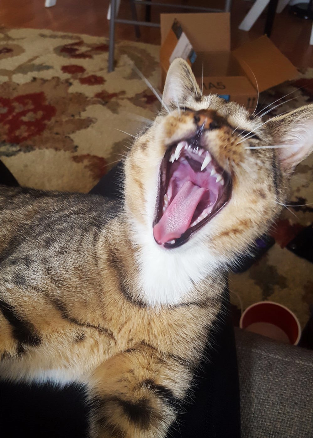 Rawr!