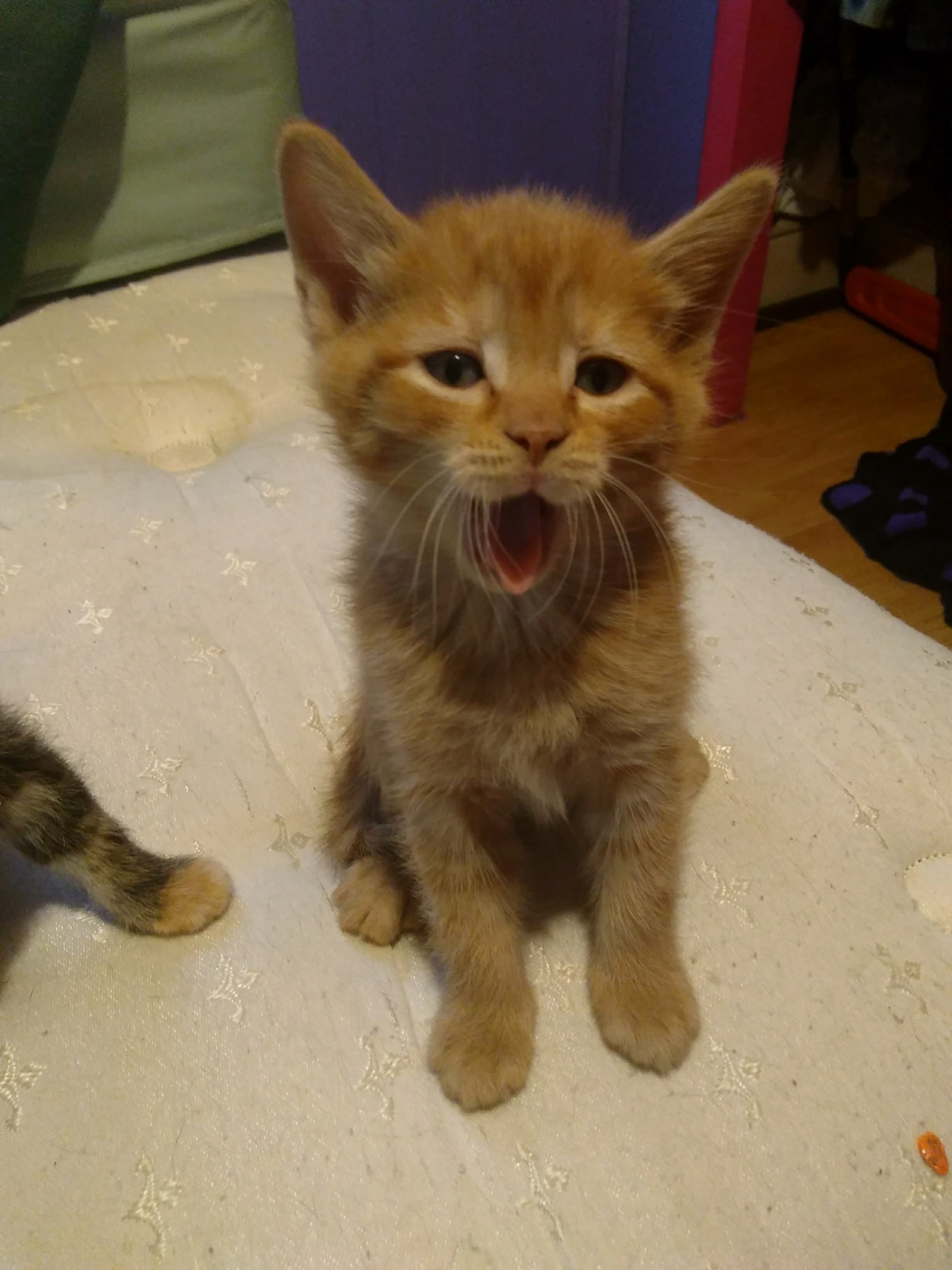 Ready for a Nap