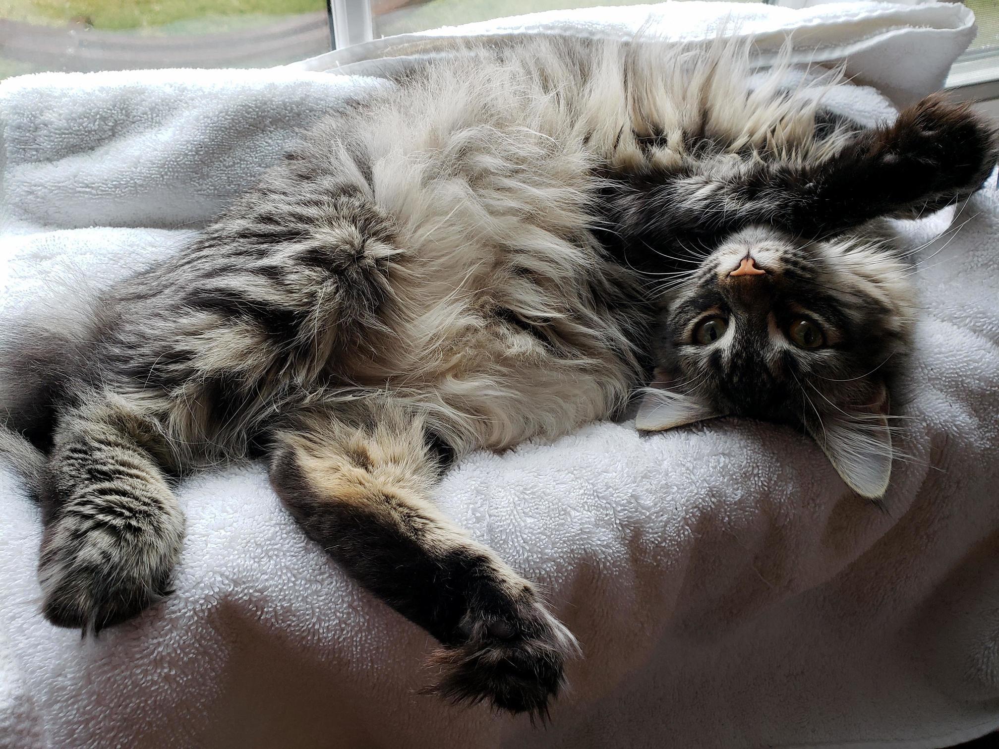 Recently Got a New Window Bed for My Baby and She Loves It!