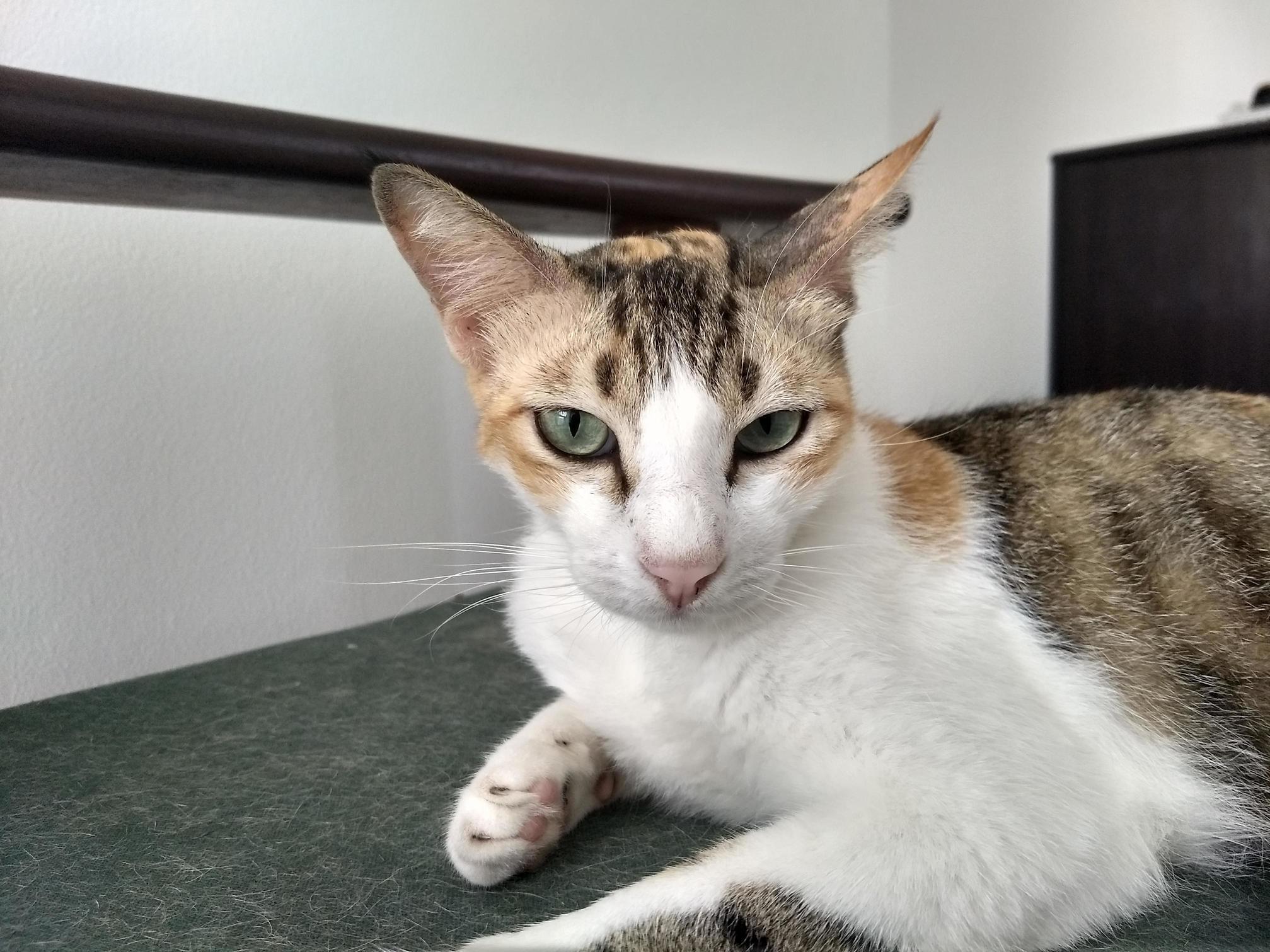 Reddit, Meet My Princess, Loti!