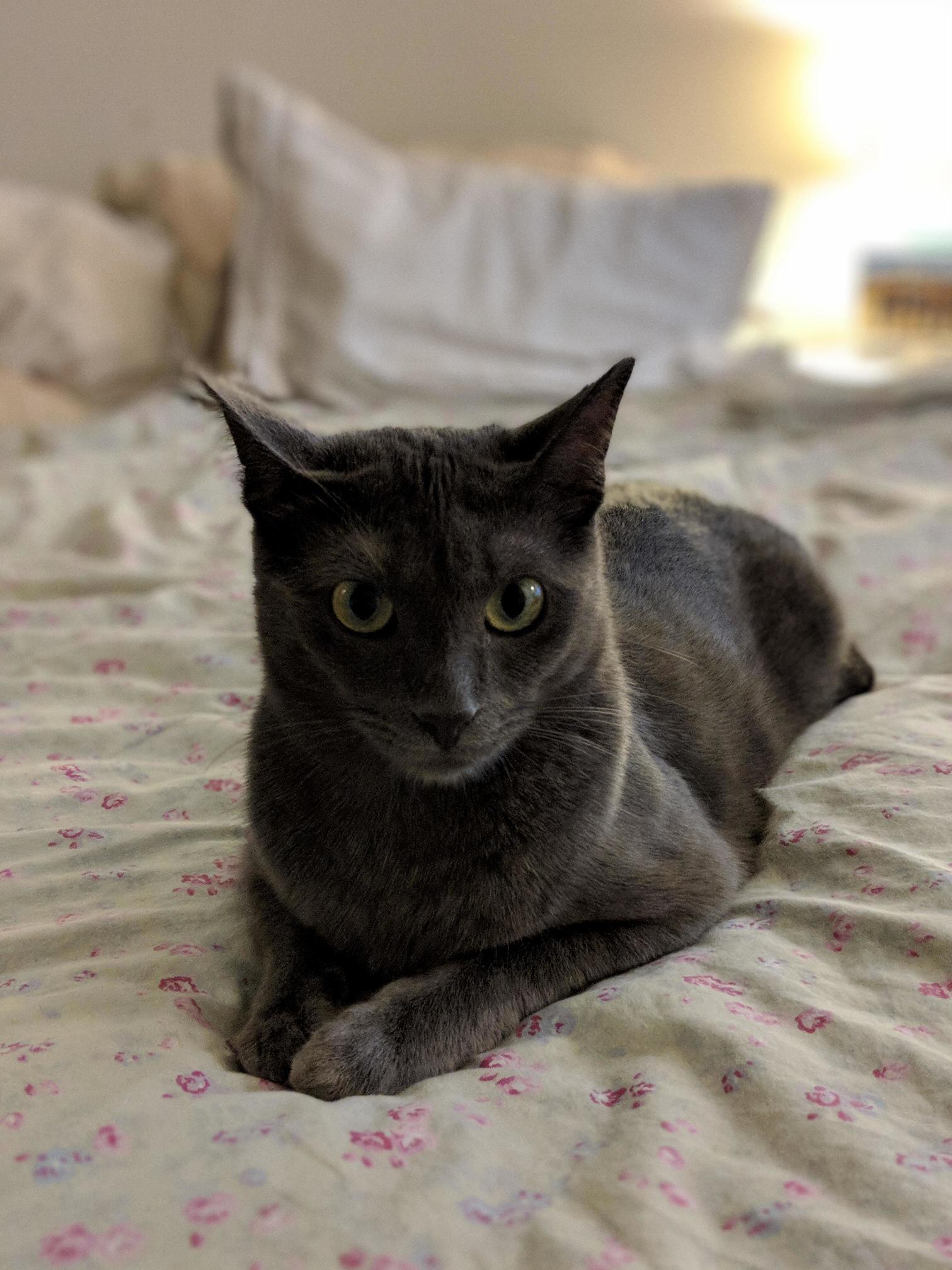 Reddit, Meet Shyam. He Is the Panther in My Living Room.