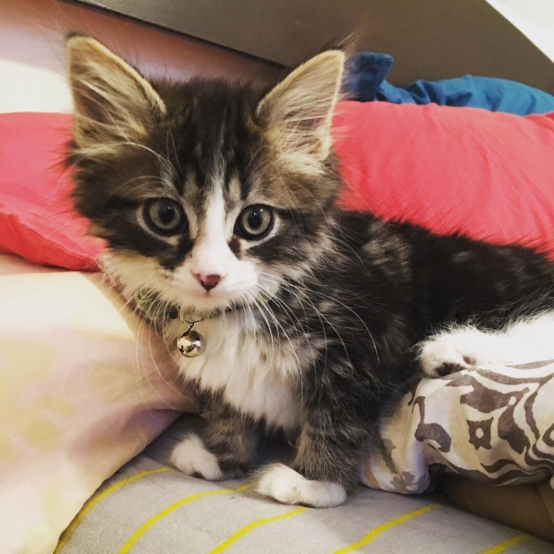 Reddit World Meet Dale(dragon)