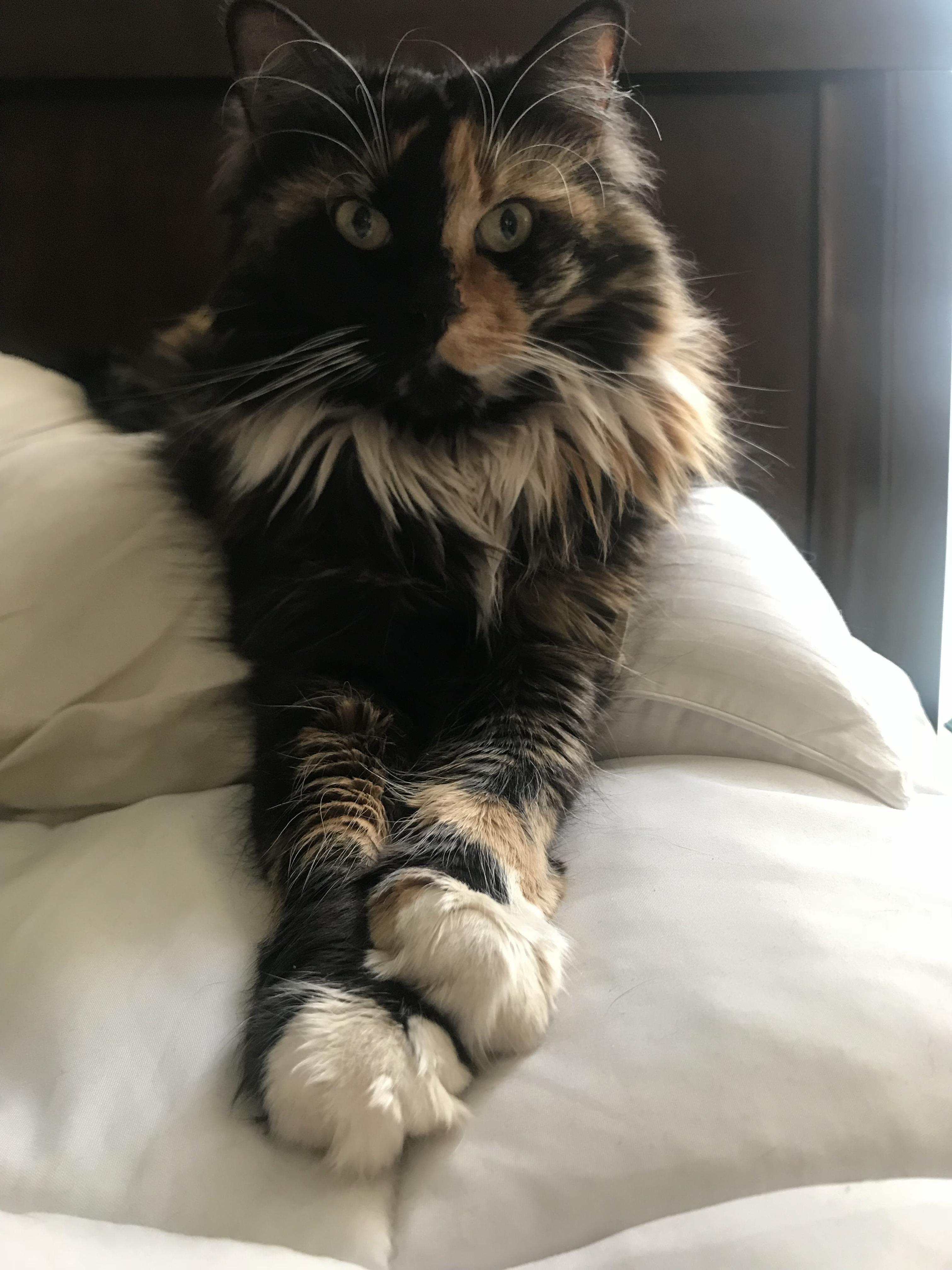 Regal Lady, Miss Vada