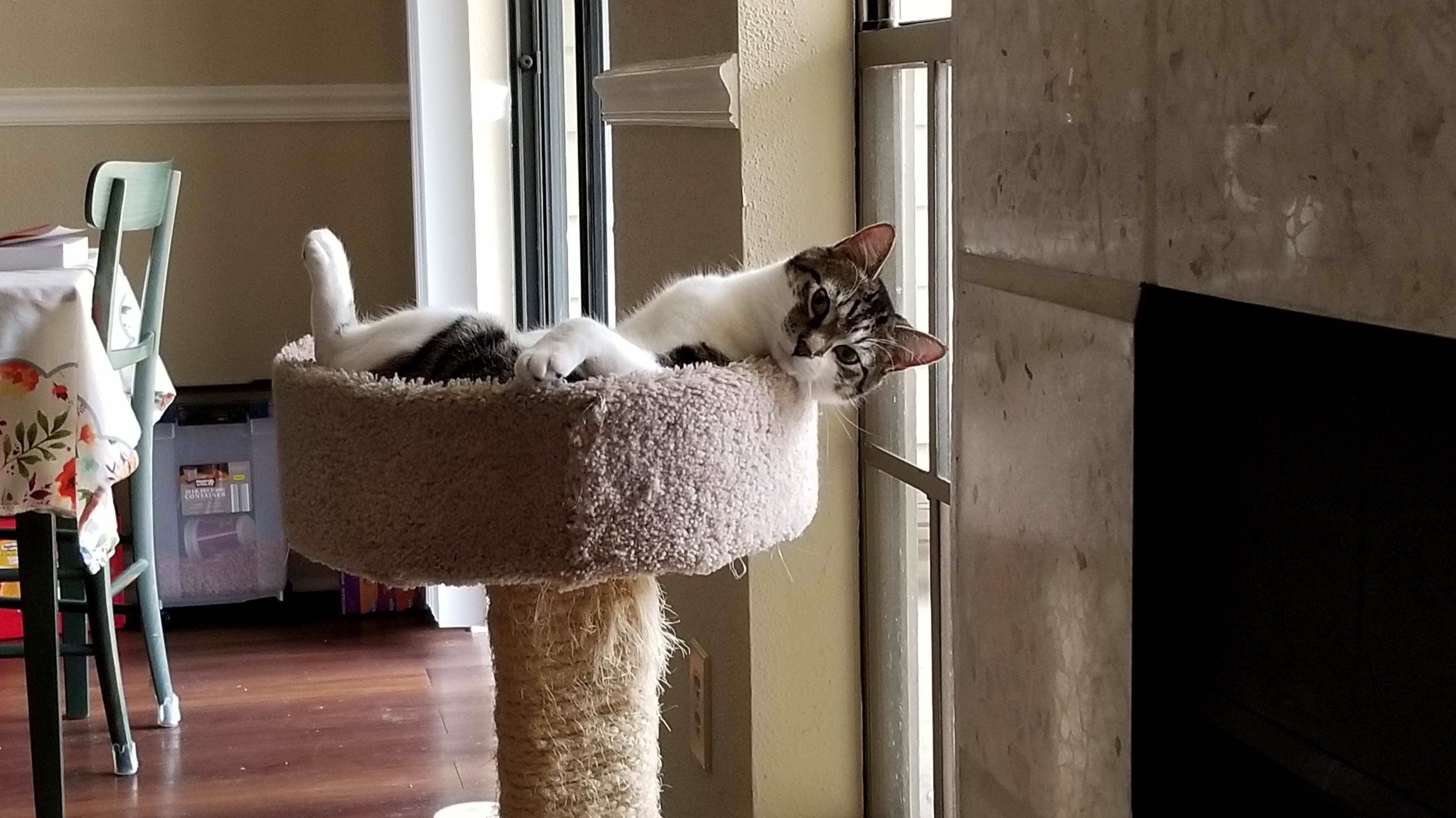 Relaxed Cat