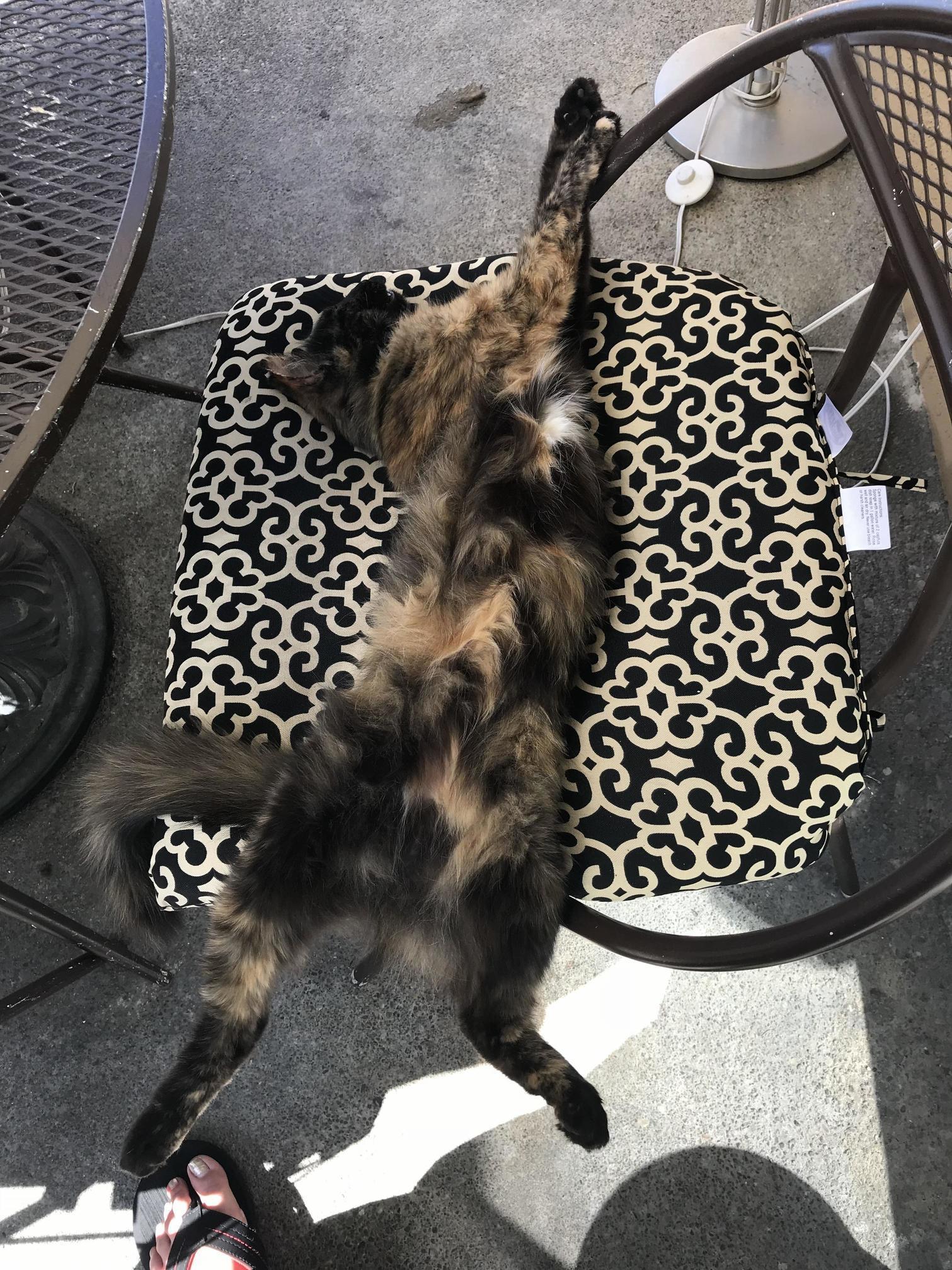 Relaxing After a Hard Day of Mouse Hunting