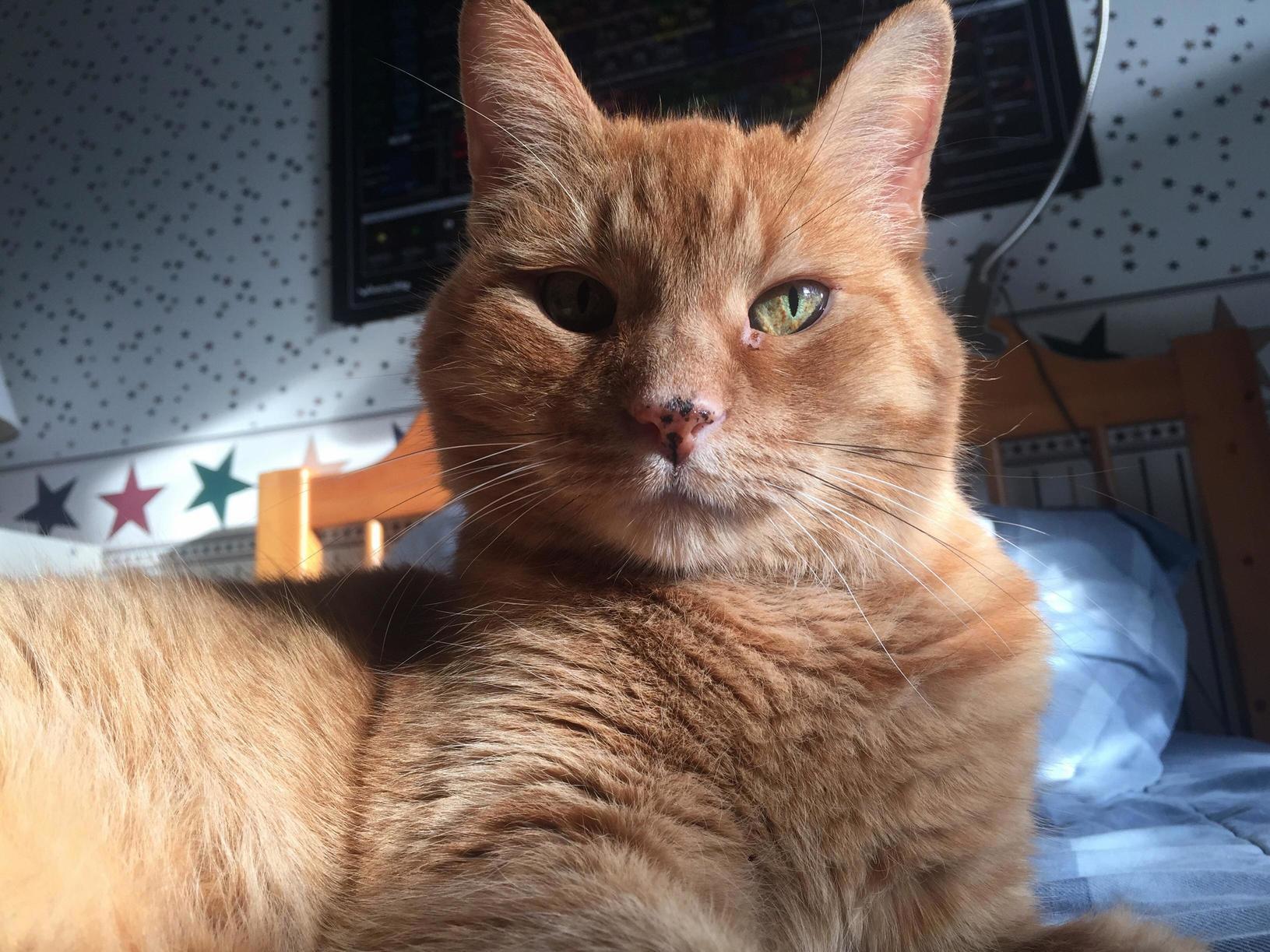 Rescued from the Pound 18 Years Ago. Hes Been My Best Friend for Pretty Much My Whole Life. Today We Say Our Final Goodbyes to Rhubarb. Rest in Peace Old Guy Youve Earned It.