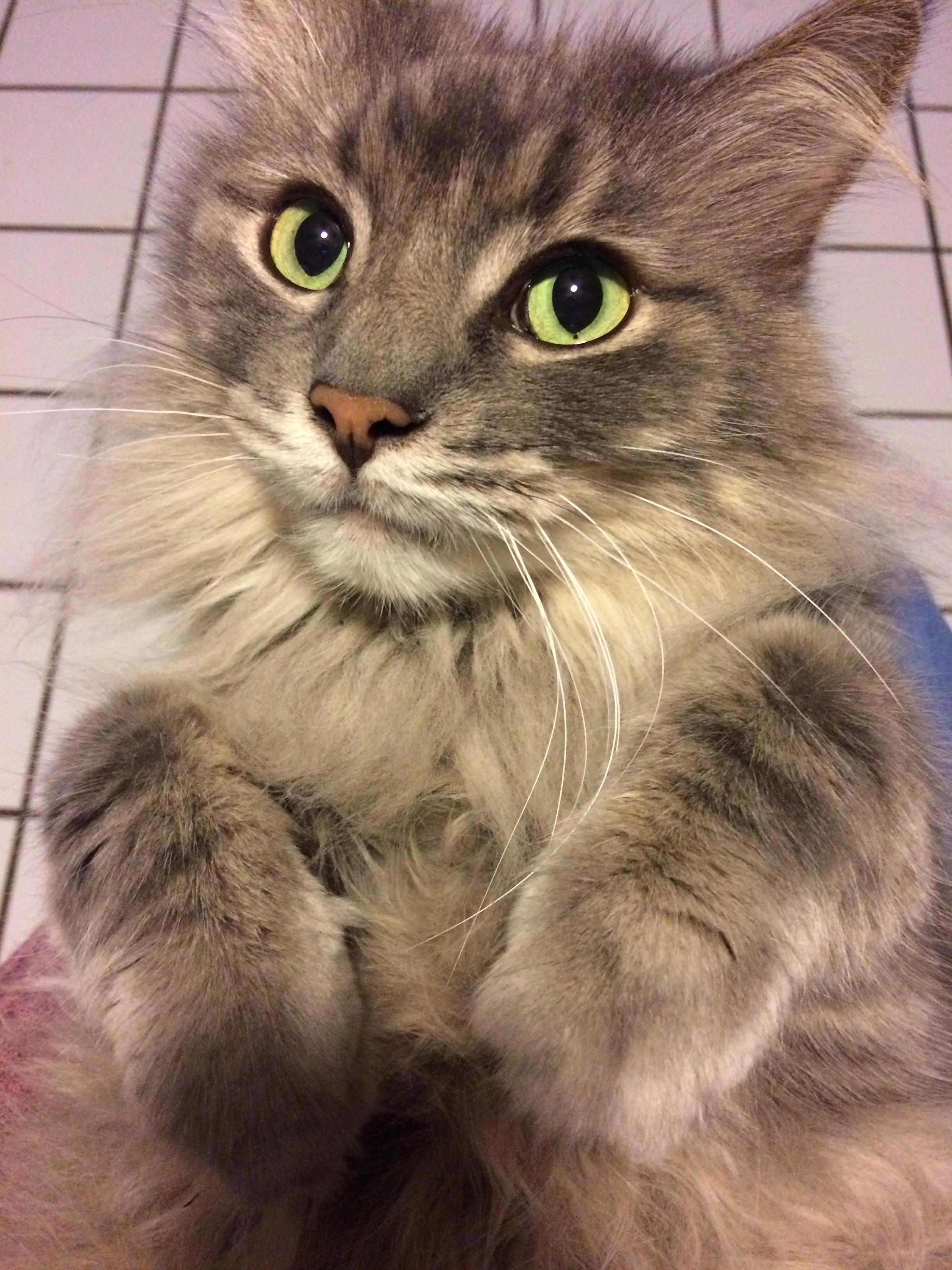 Rip Little Dude. Ill Miss You and Your Squeaky Meow So Damn Much.