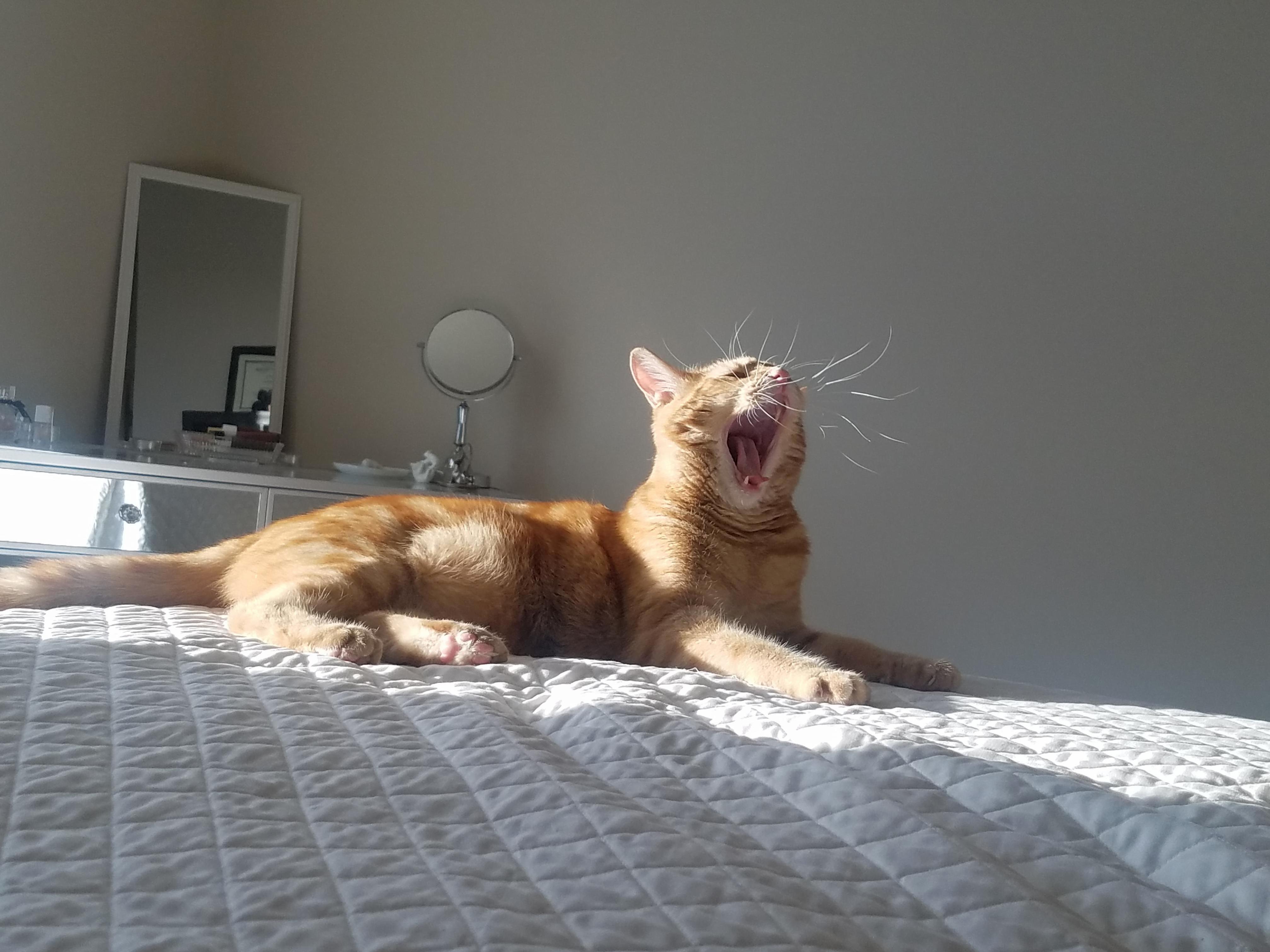 Roooarrr!!