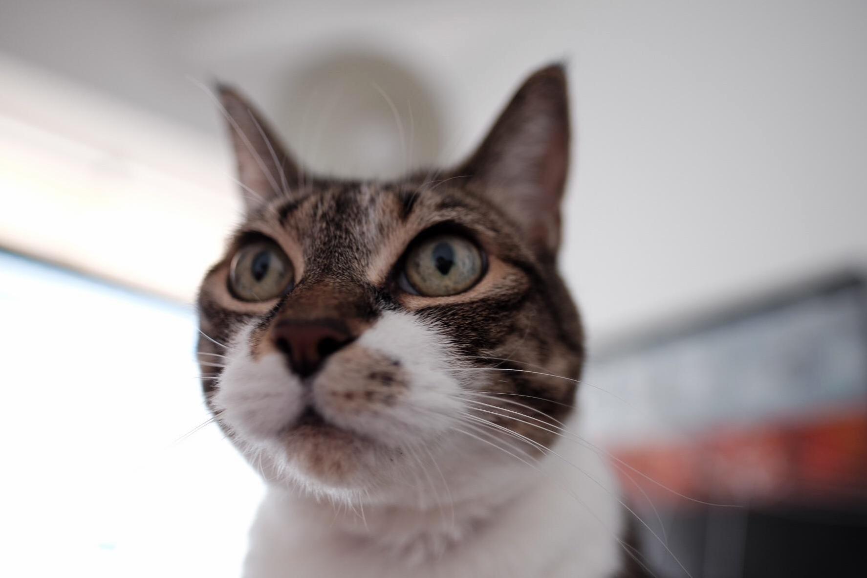 Round Face, Really Really Round Face