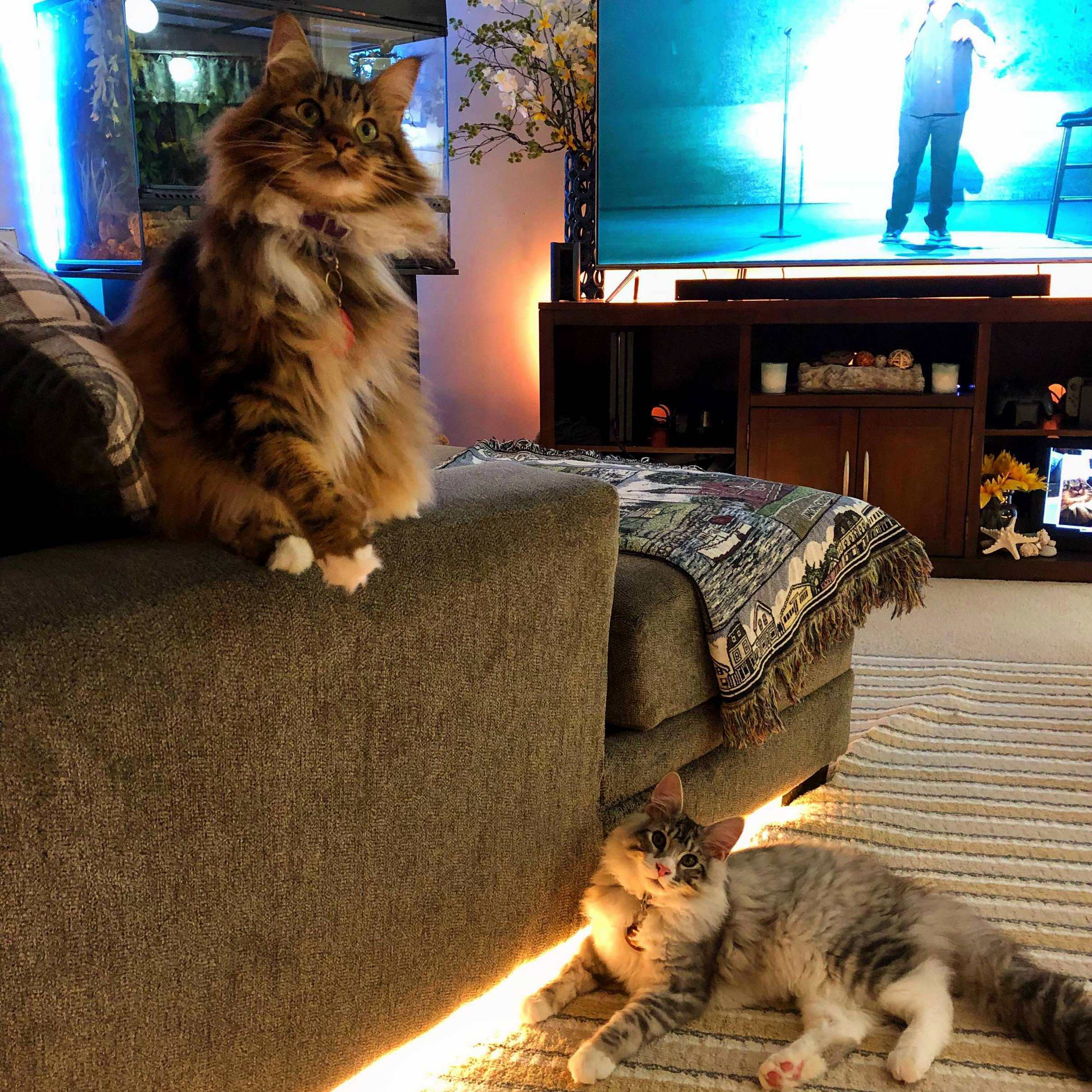 Ruckus and Rumble