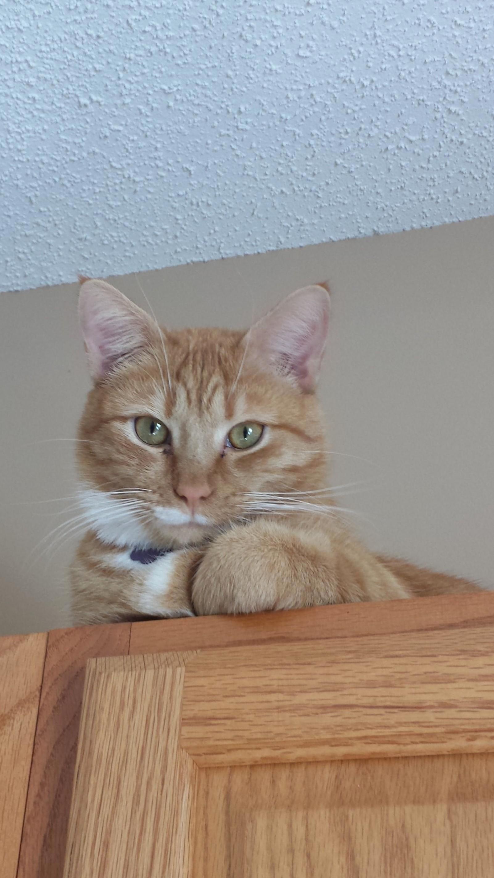 Saddened by the Loss of Our First Cat, Much Too Soon. Rip Jackson 3