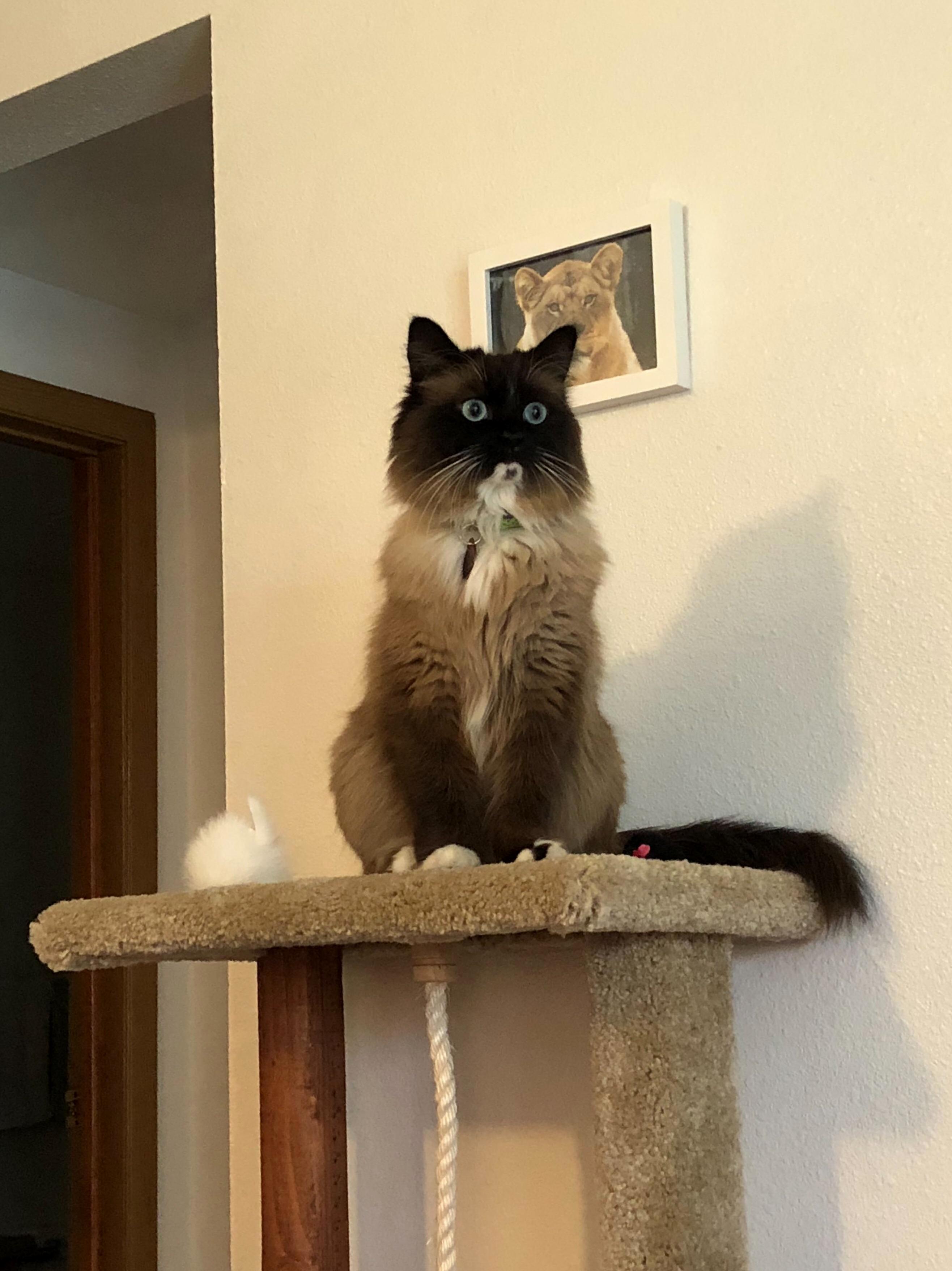 Sassy Always Looks Like Shes Seen Something She Cant Unsee.