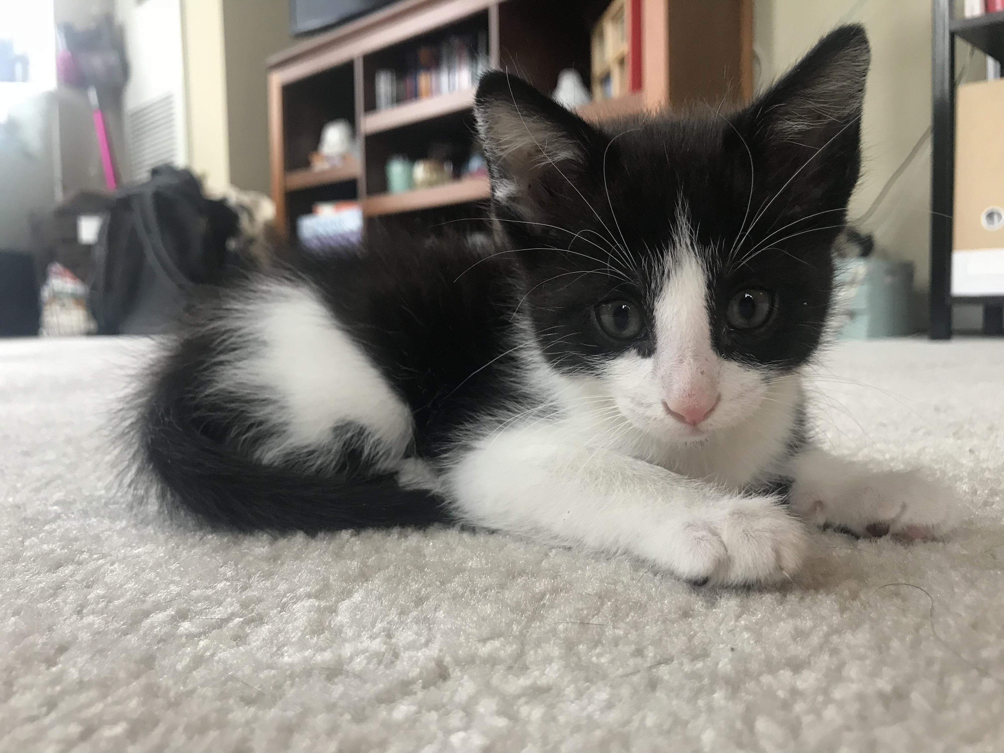 Say Hello to Mochi, a 6 Week Old Rescue Who Wouldve Been Farm Feed If We Didnt Take Him.