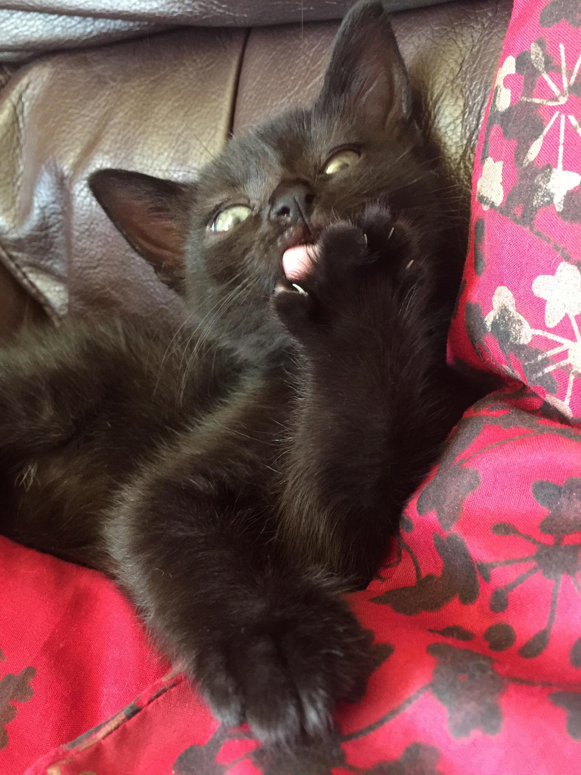 Say Hi to Loki in His First Posed Photo!