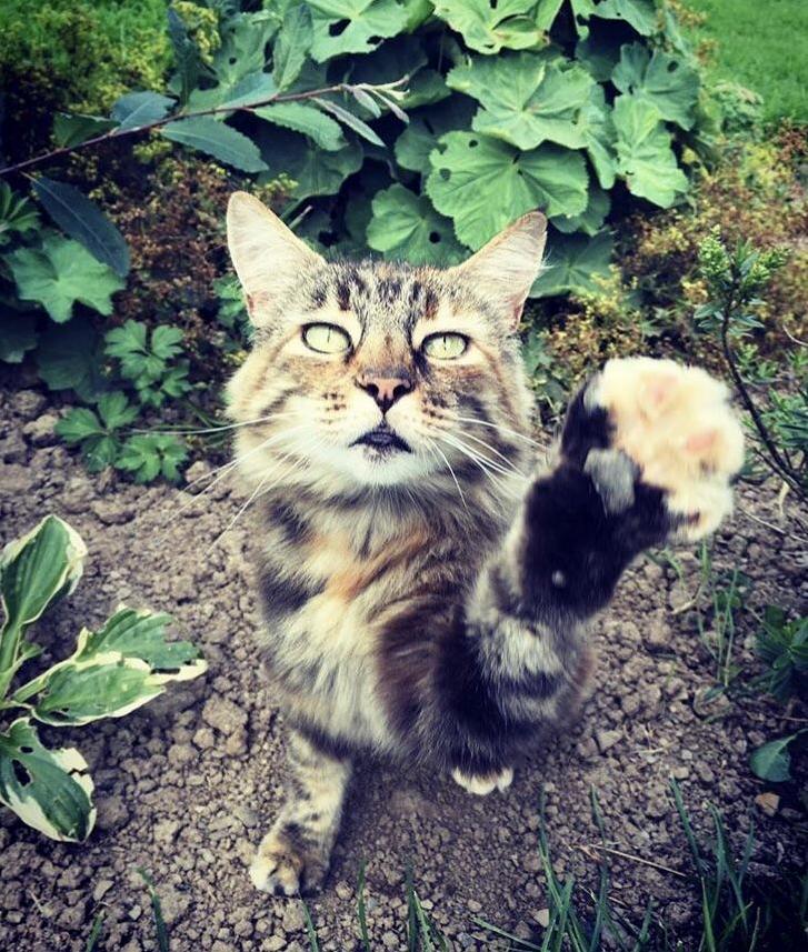 Say Hi to Scruff! Can Anyone Tell Us Her Breed for Us