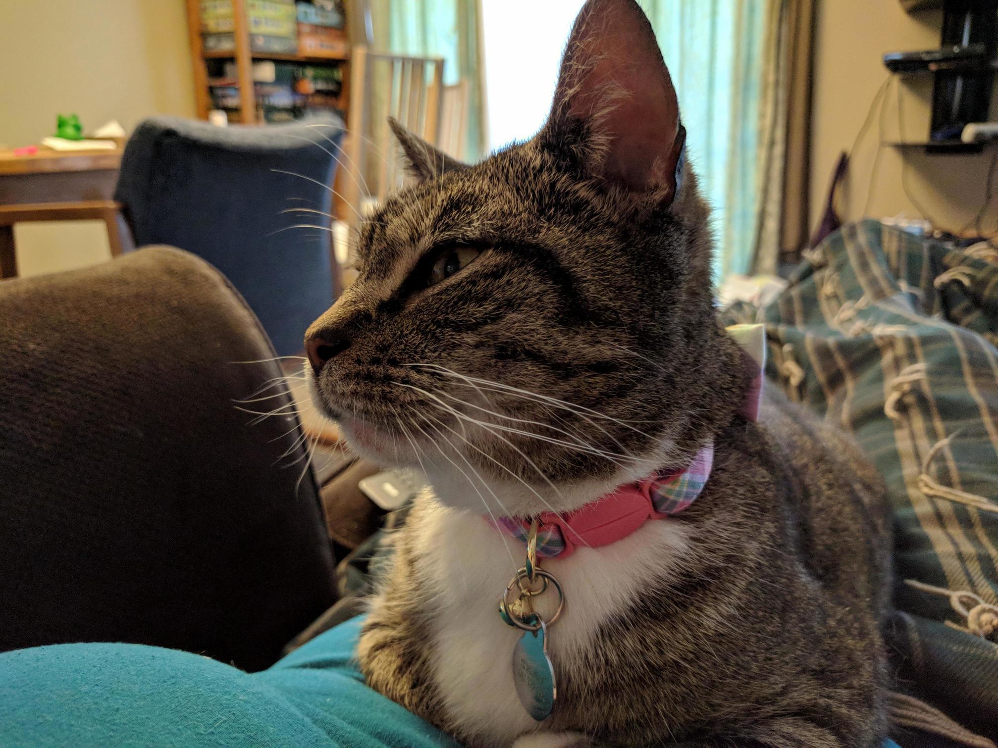 Serenity Is Happy to Have a Forever Home. and I Do So Love Her Cuddles.